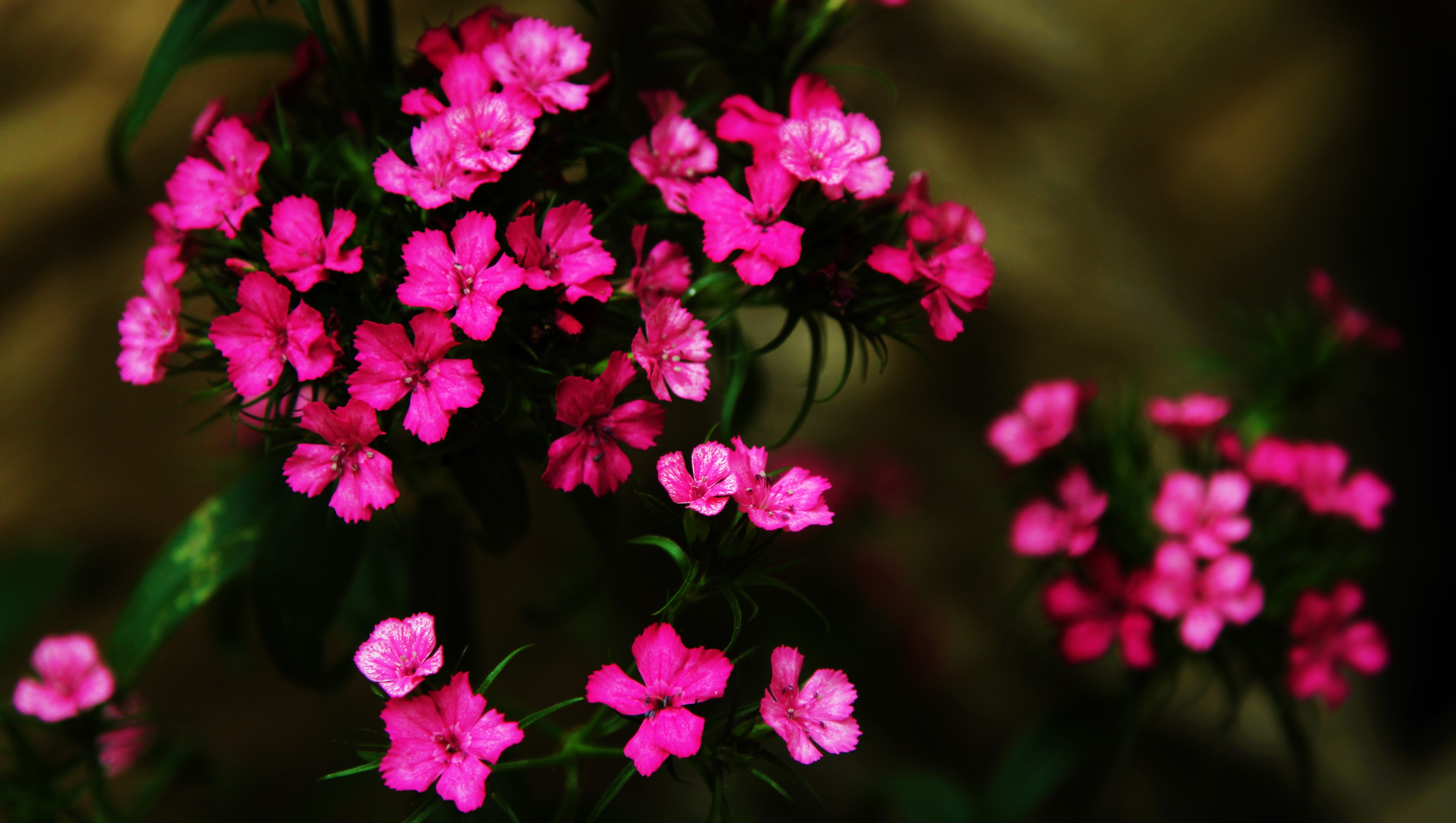 Laden Sie das Blumen, Blume, Nahansicht, Erde/natur, Planze, Pinke Blume, Dianthus-Bild kostenlos auf Ihren PC-Desktop herunter