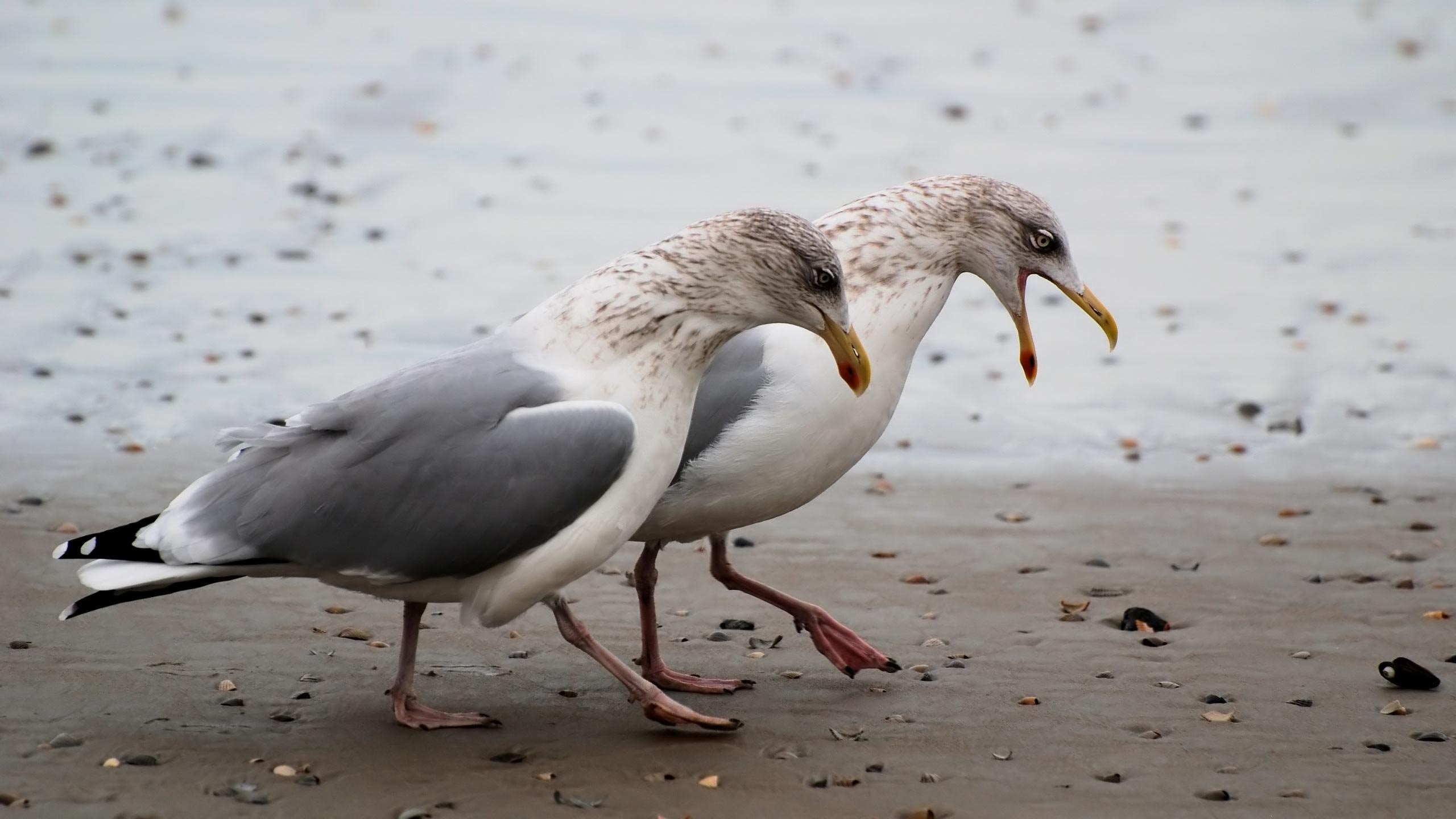 Free download wallpaper Birds, Bird, Animal, Seagull on your PC desktop