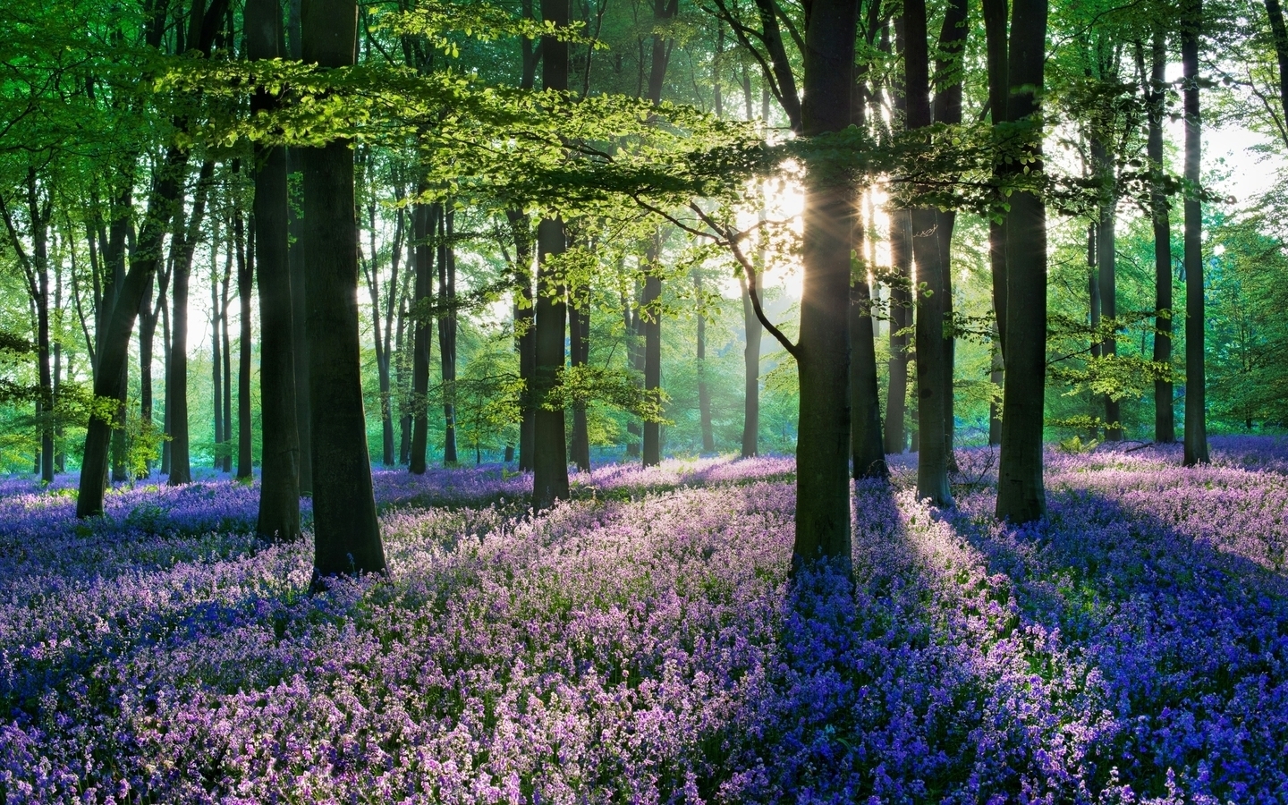 Free download wallpaper Flowers, Trees, Landscape on your PC desktop