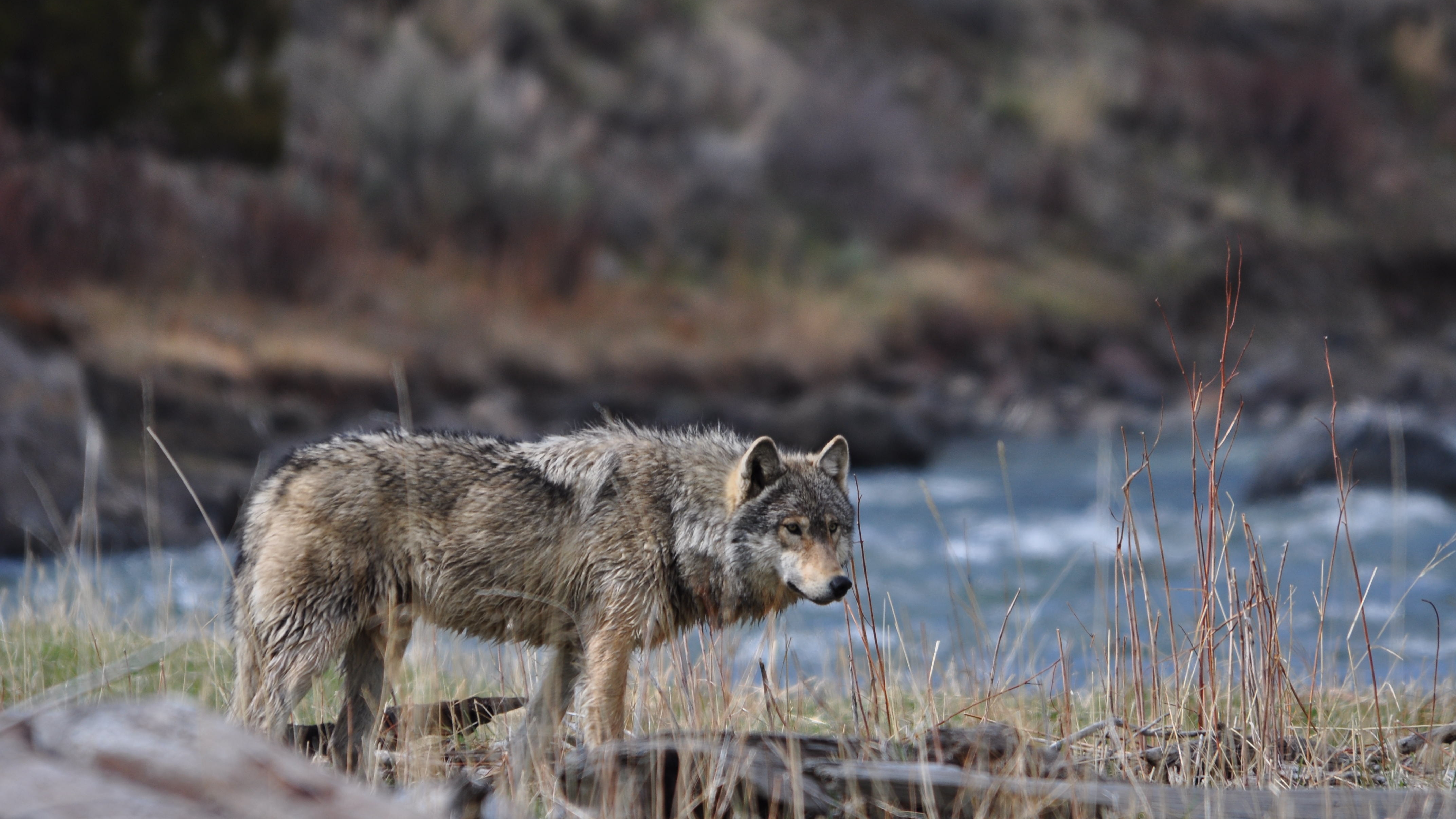 Descarga gratuita de fondo de pantalla para móvil de Wolves, Lobo, Animales.