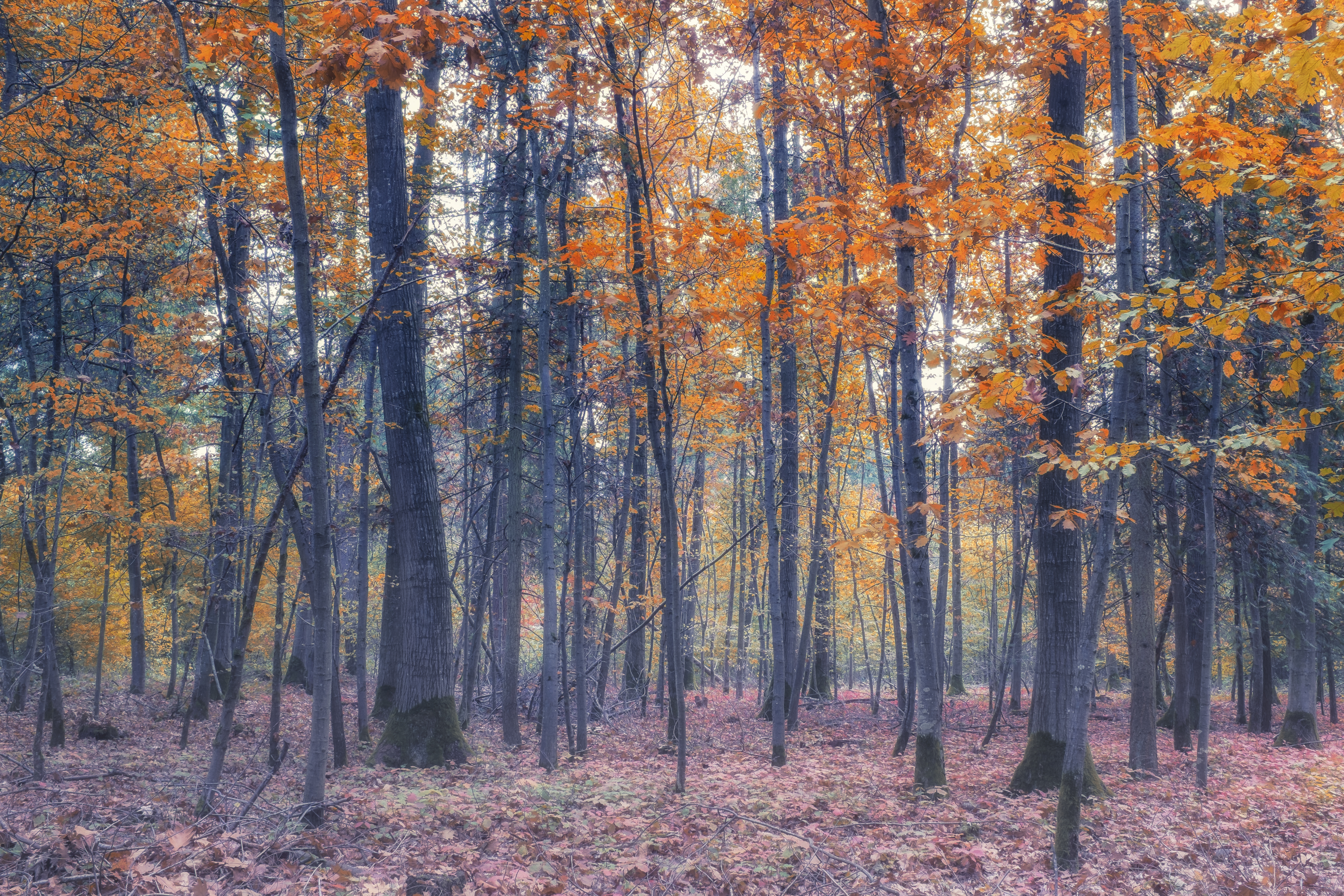 PCデスクトップに自然, 木, 秋, 森, 地球画像を無料でダウンロード