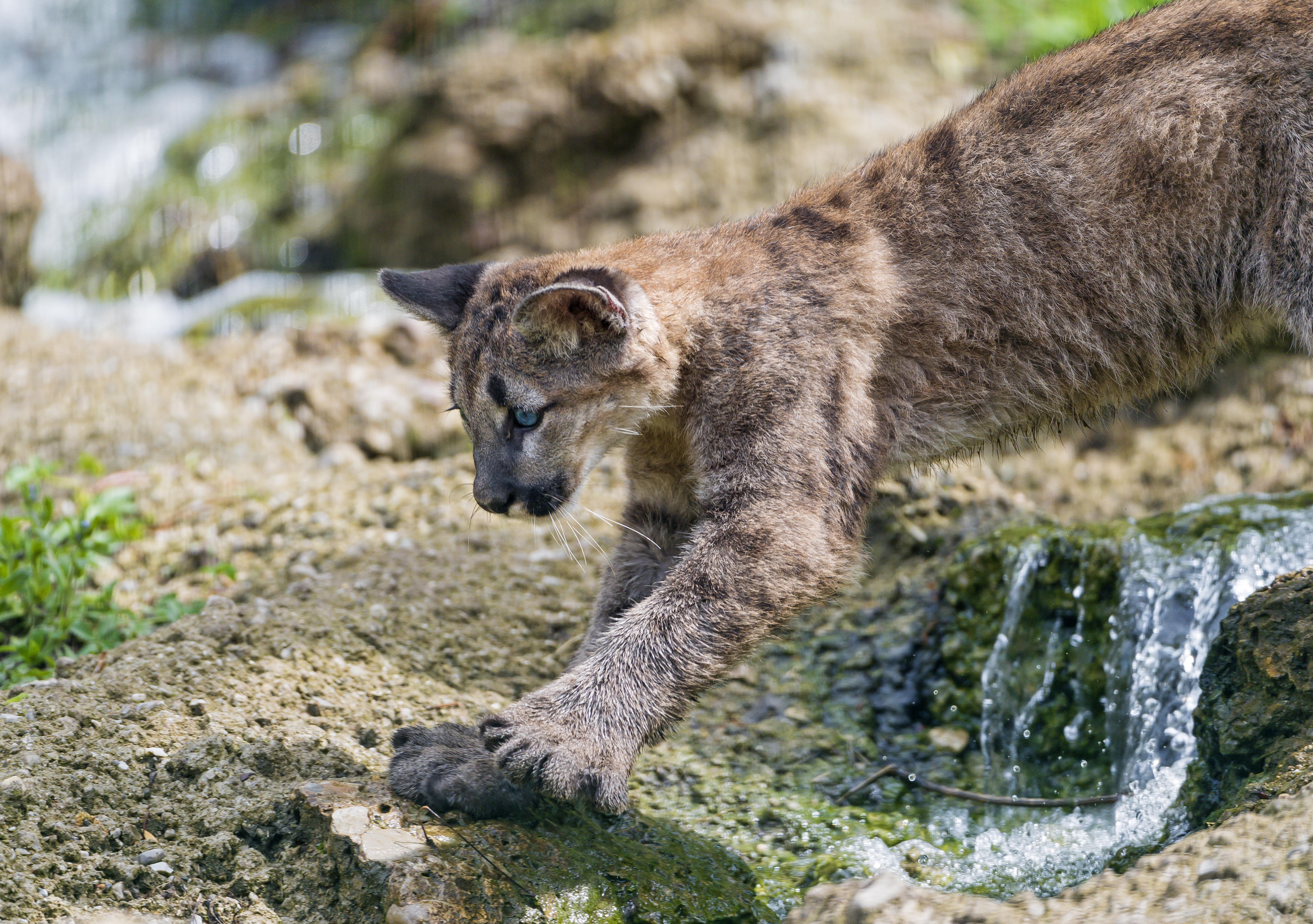 Free download wallpaper Cats, Animal, Cougar on your PC desktop