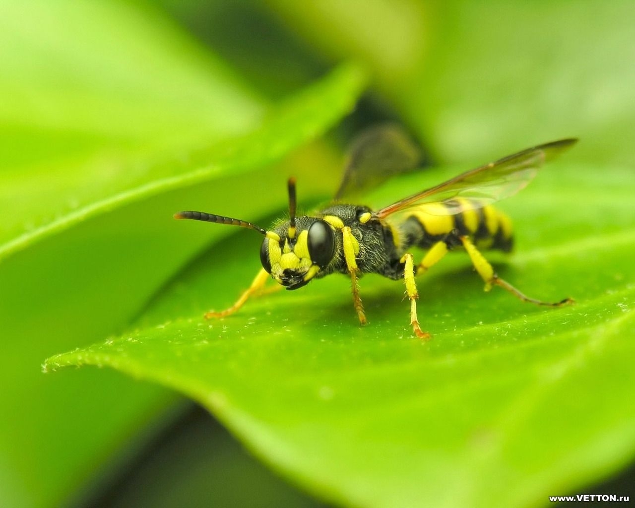 Download mobile wallpaper Wasps, Insects for free.