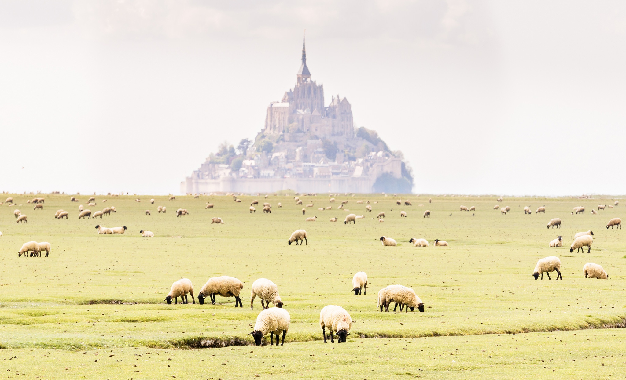 無料モバイル壁紙動物, 地平線, フランス, 羊, モン・サン・ミッシェルをダウンロードします。