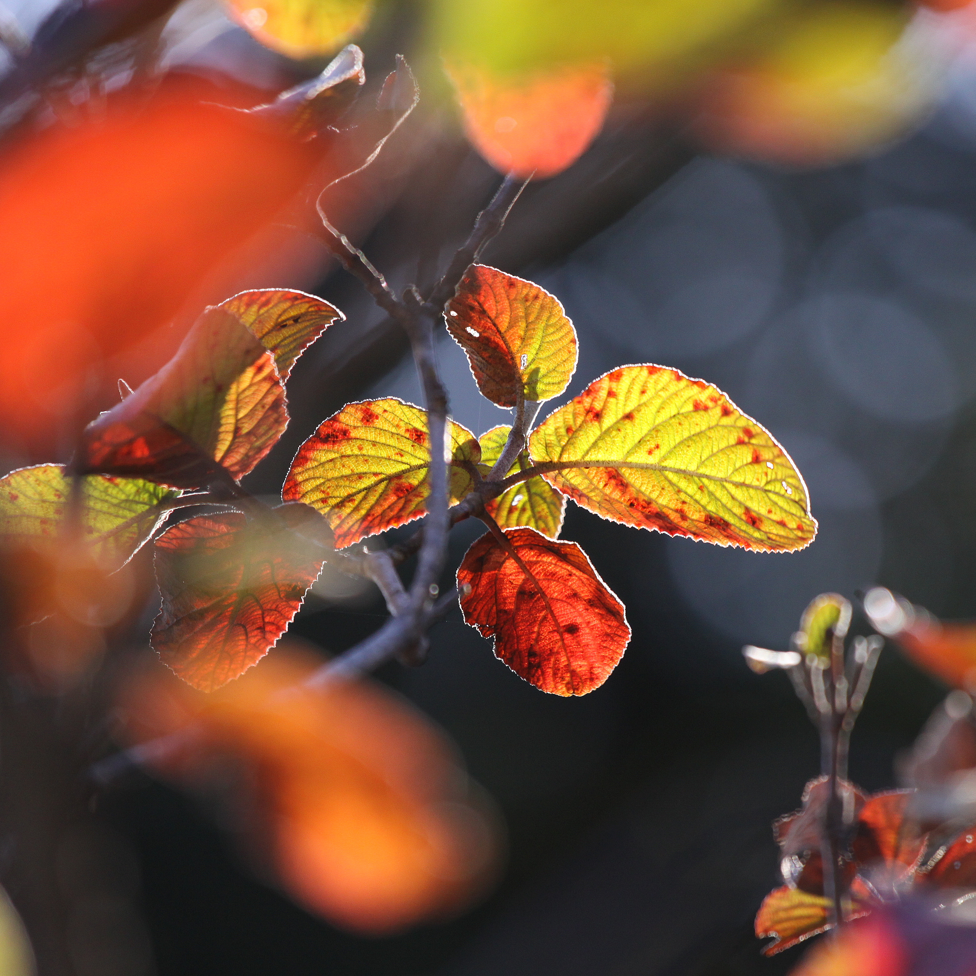 Free download wallpaper Close Up, Macro, Leaves, Autumn on your PC desktop