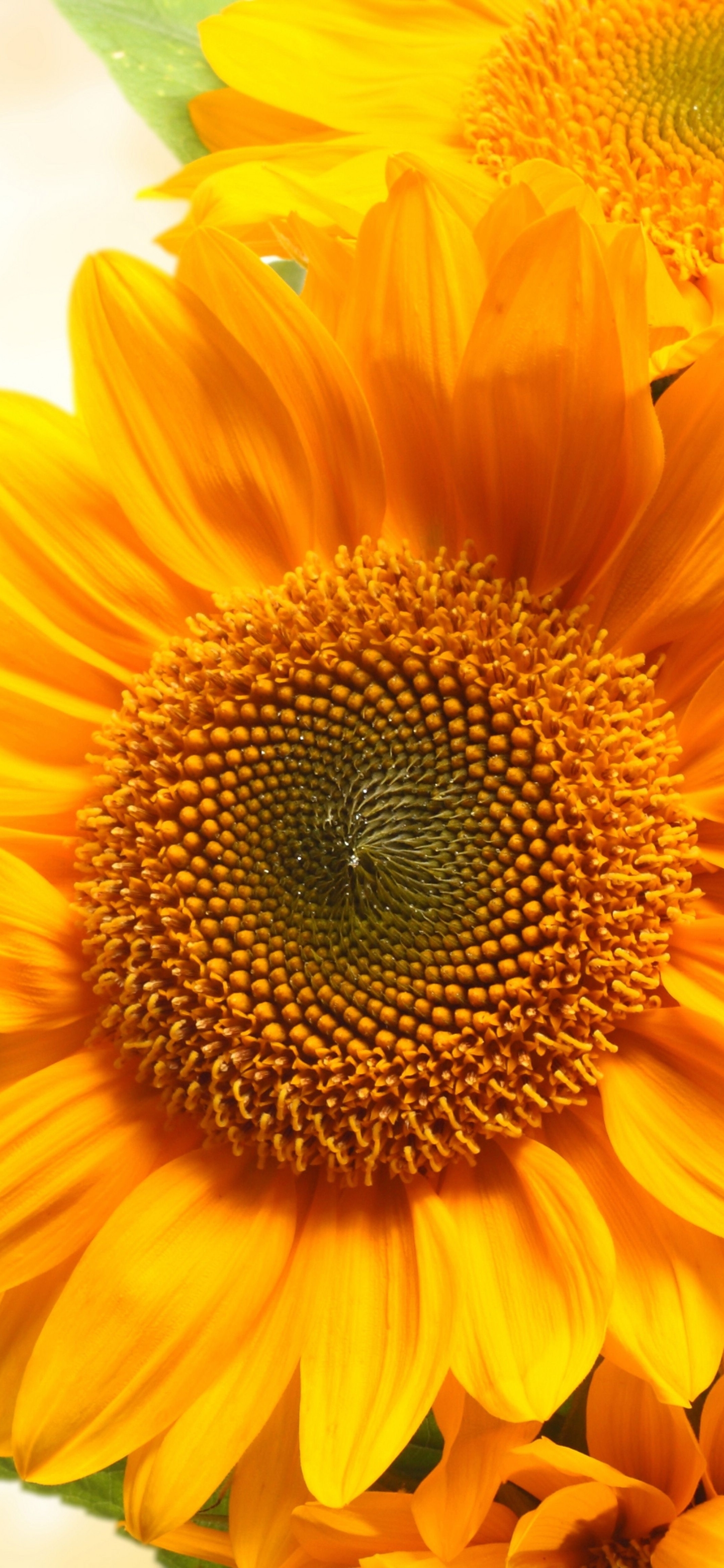 Descarga gratuita de fondo de pantalla para móvil de Girasol, Flores, Tierra/naturaleza.