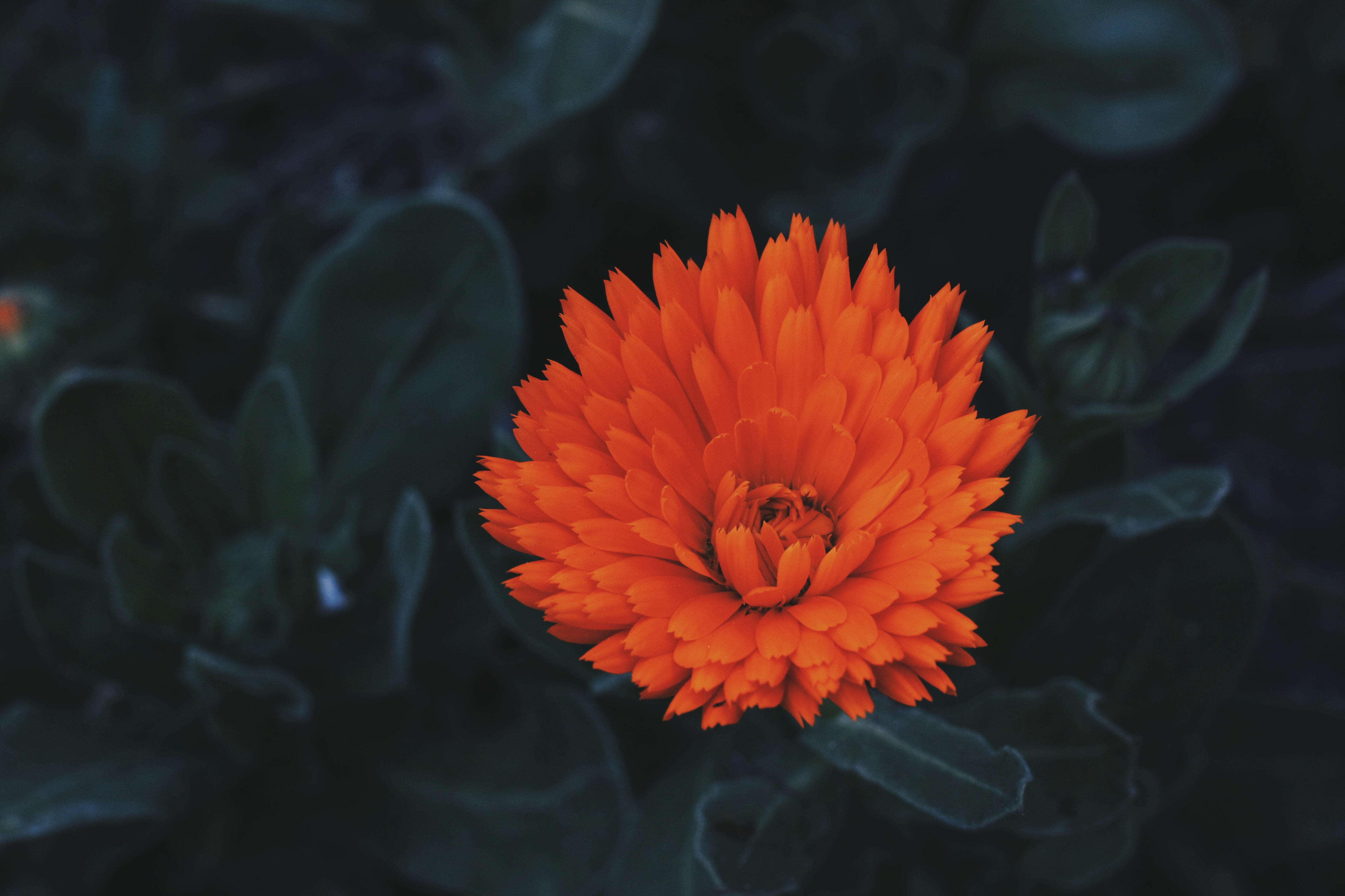 Free download wallpaper Flowers, Petals, Bud, Flower on your PC desktop