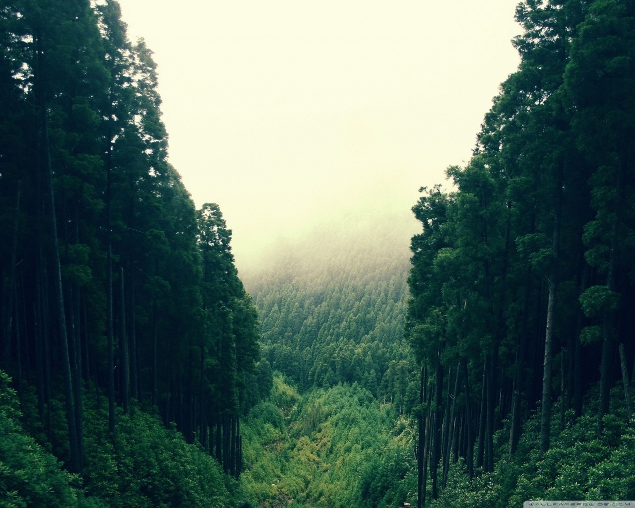 Descarga gratuita de fondo de pantalla para móvil de Bosque, Tierra/naturaleza.