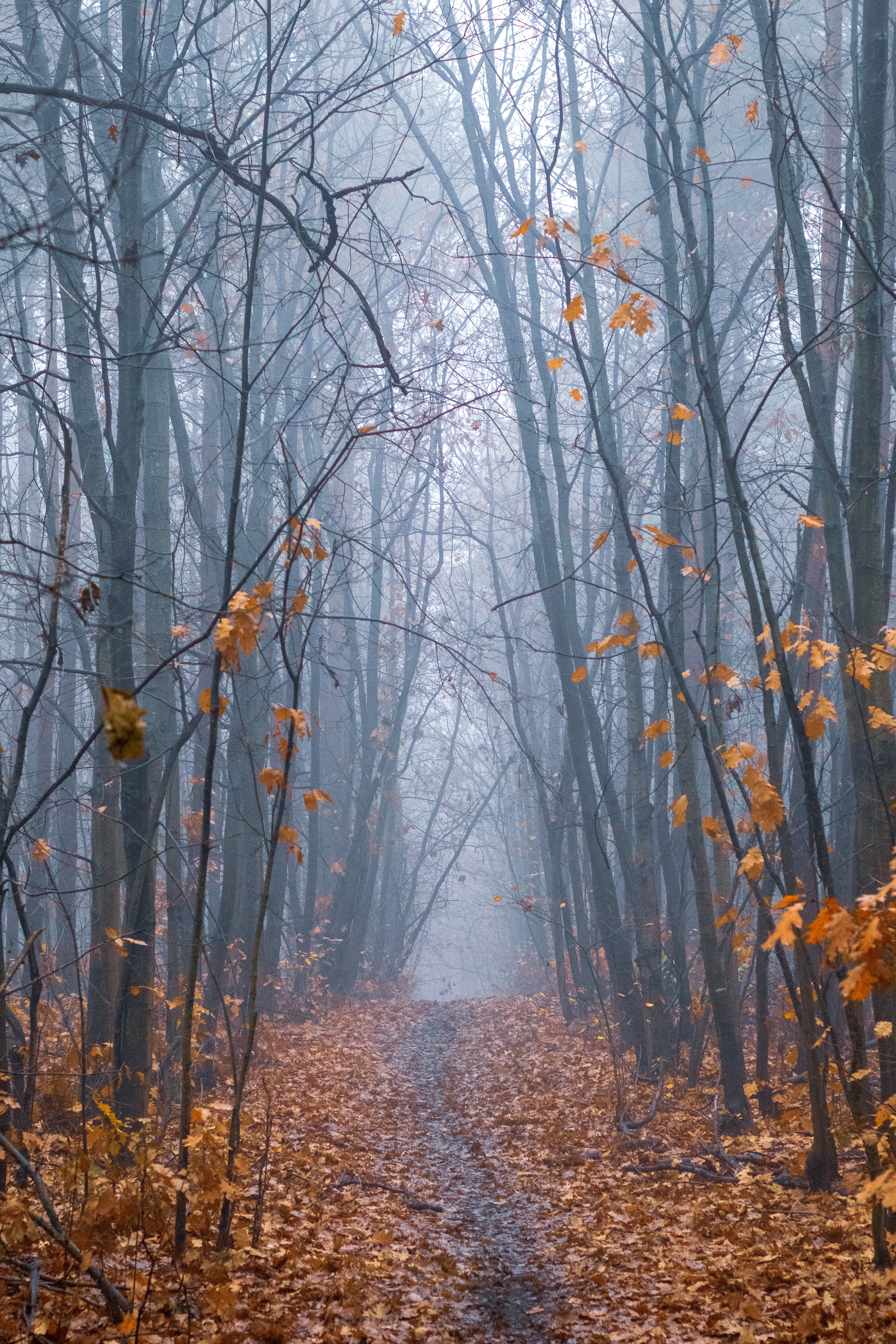 無料モバイル壁紙自然, 木, 道, 森林, 霧, パス, 森, 秋をダウンロードします。