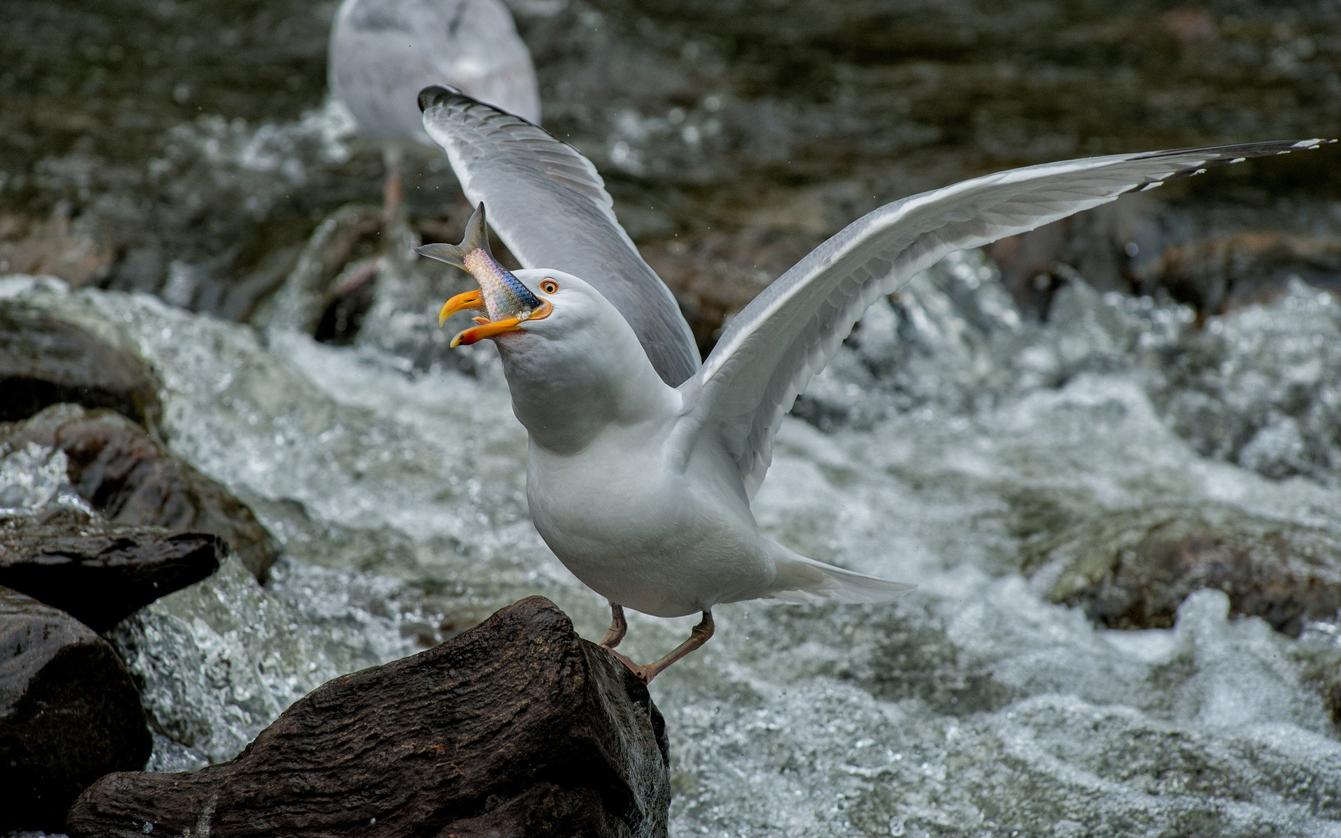 Descarga gratuita de fondo de pantalla para móvil de Gaviota, Aves, Animales.