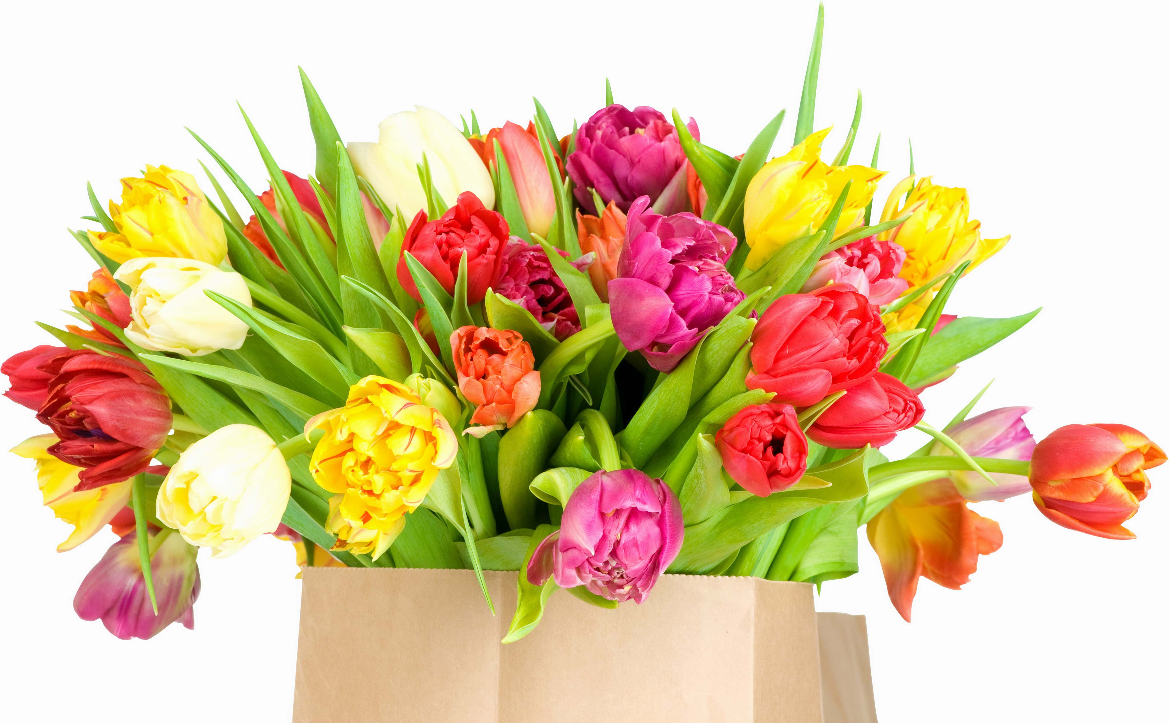 Handy-Wallpaper Blume, Nahansicht, Bunt, Tulpe, Gelbe Blume, Lila Blume, Rote Blume, Menschengemacht kostenlos herunterladen.