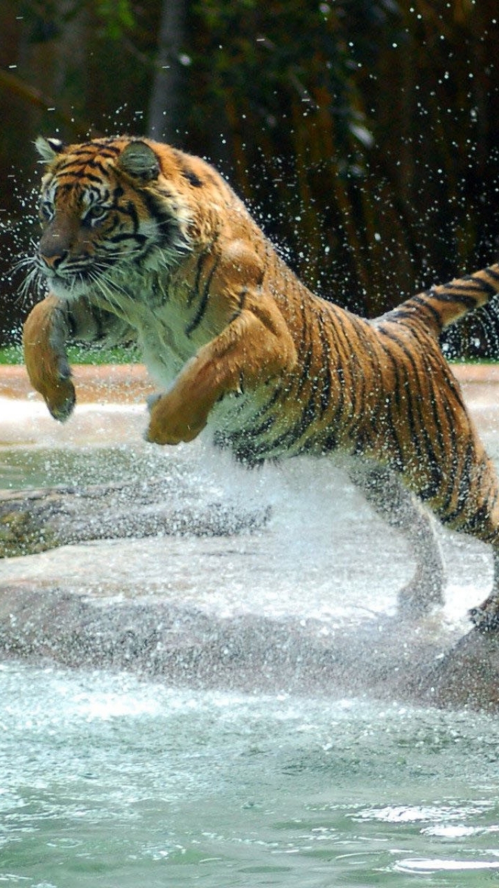 Download mobile wallpaper Cats, Tiger, Animal for free.