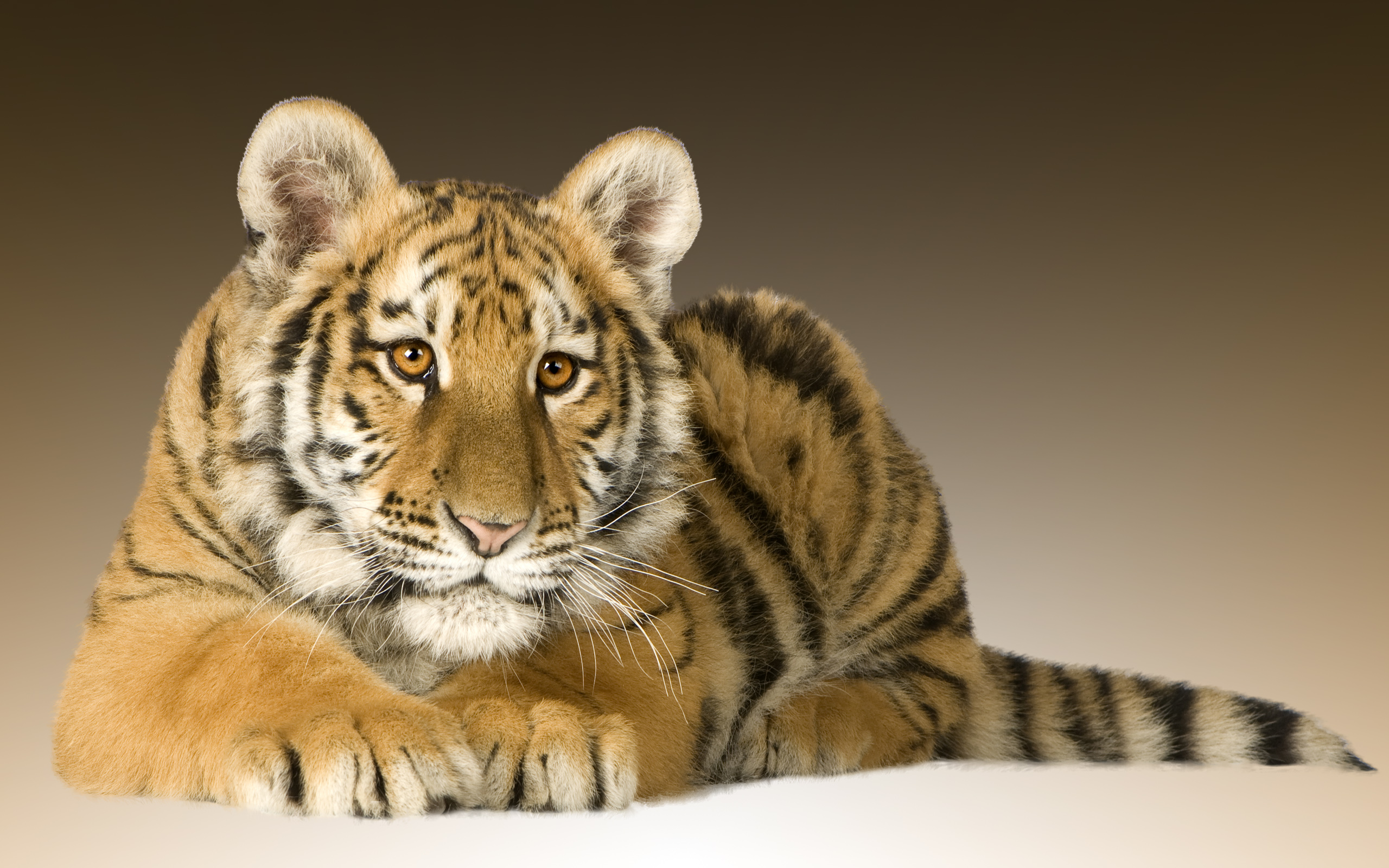 無料モバイル壁紙動物, 猫, 虎, 赤ちゃん動物, カブをダウンロードします。