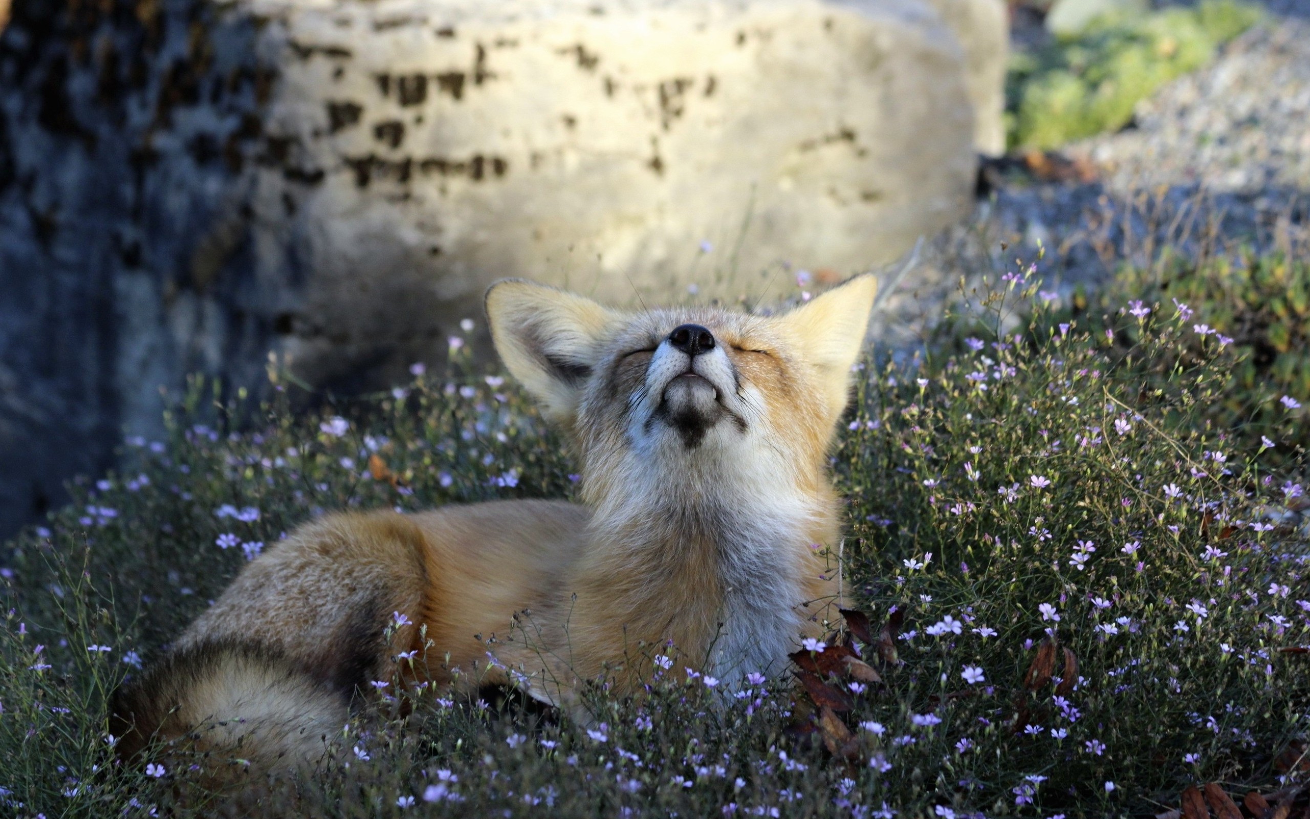 Free download wallpaper Grass, Summer, Fox, Flower, Animal on your PC desktop