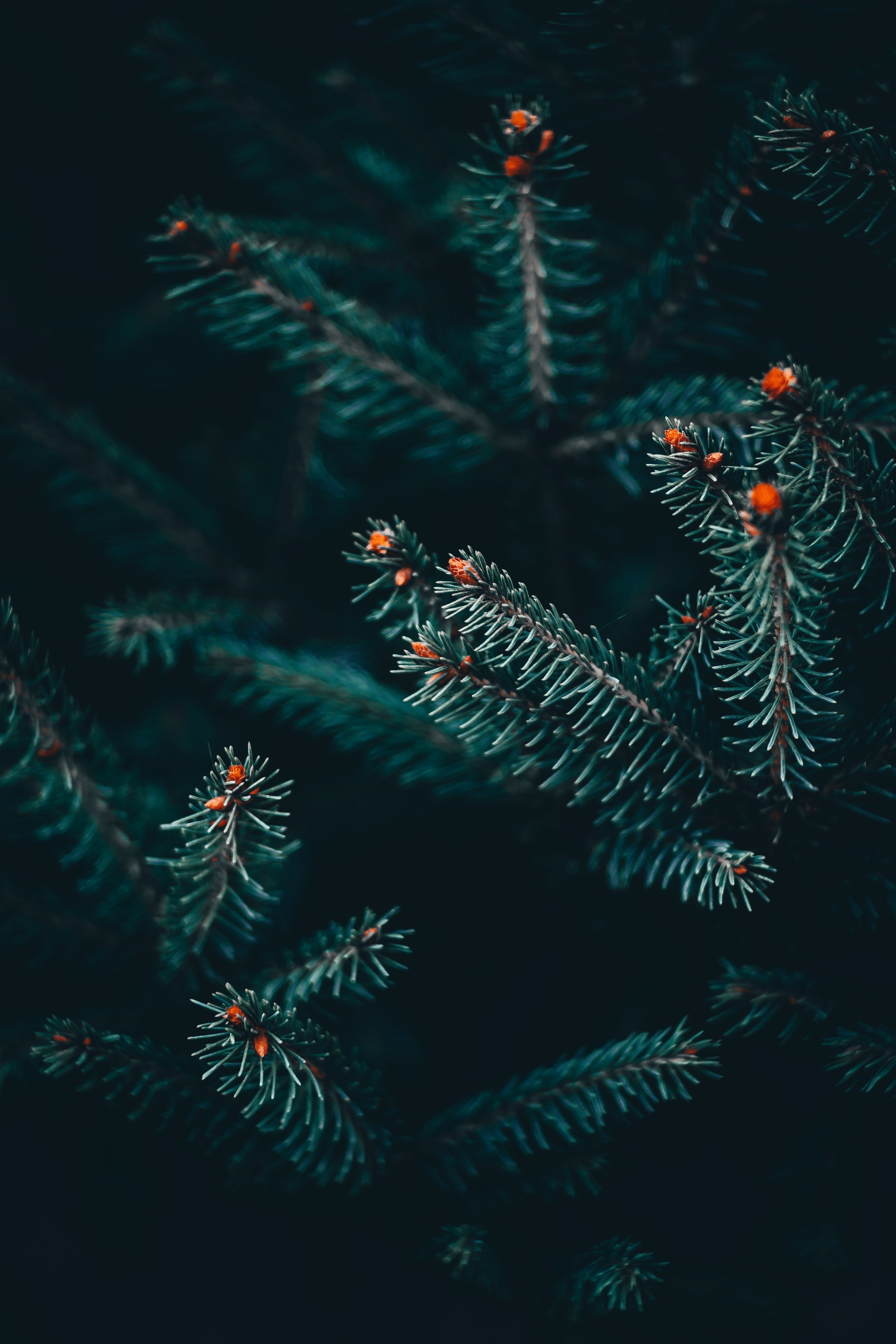 Download mobile wallpaper Spruce, Fir, Prickles, Thorns, Branch, Macro for free.