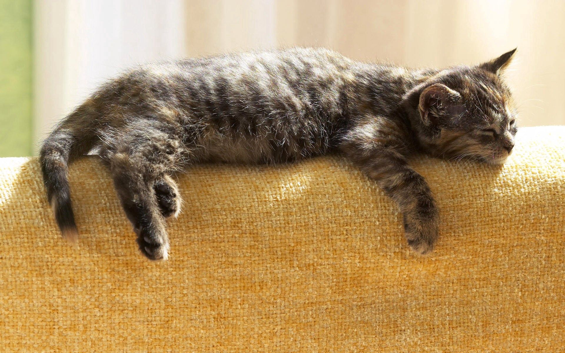 animals, kitty, kitten, to lie down, lie, relaxation, rest iphone wallpaper