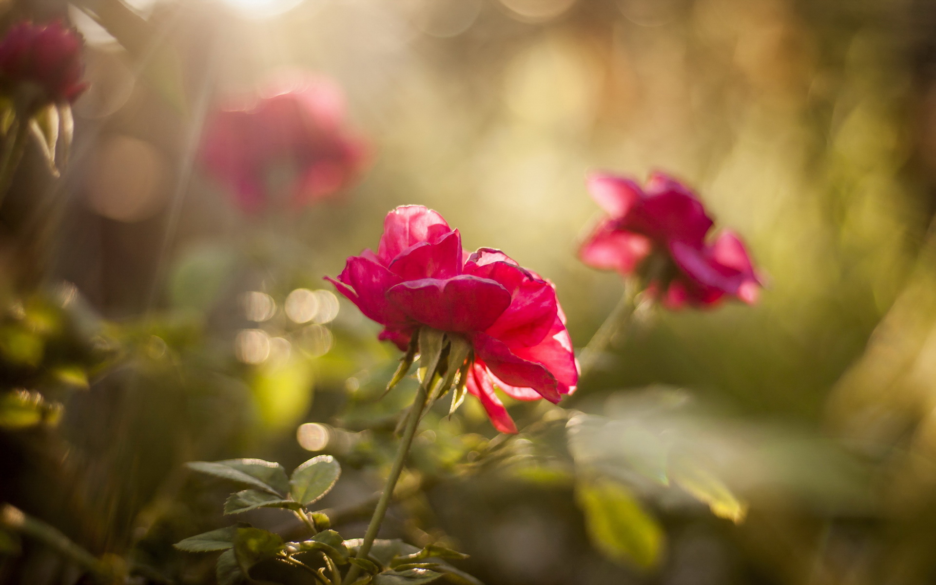 Free download wallpaper Flowers, Rose, Earth on your PC desktop