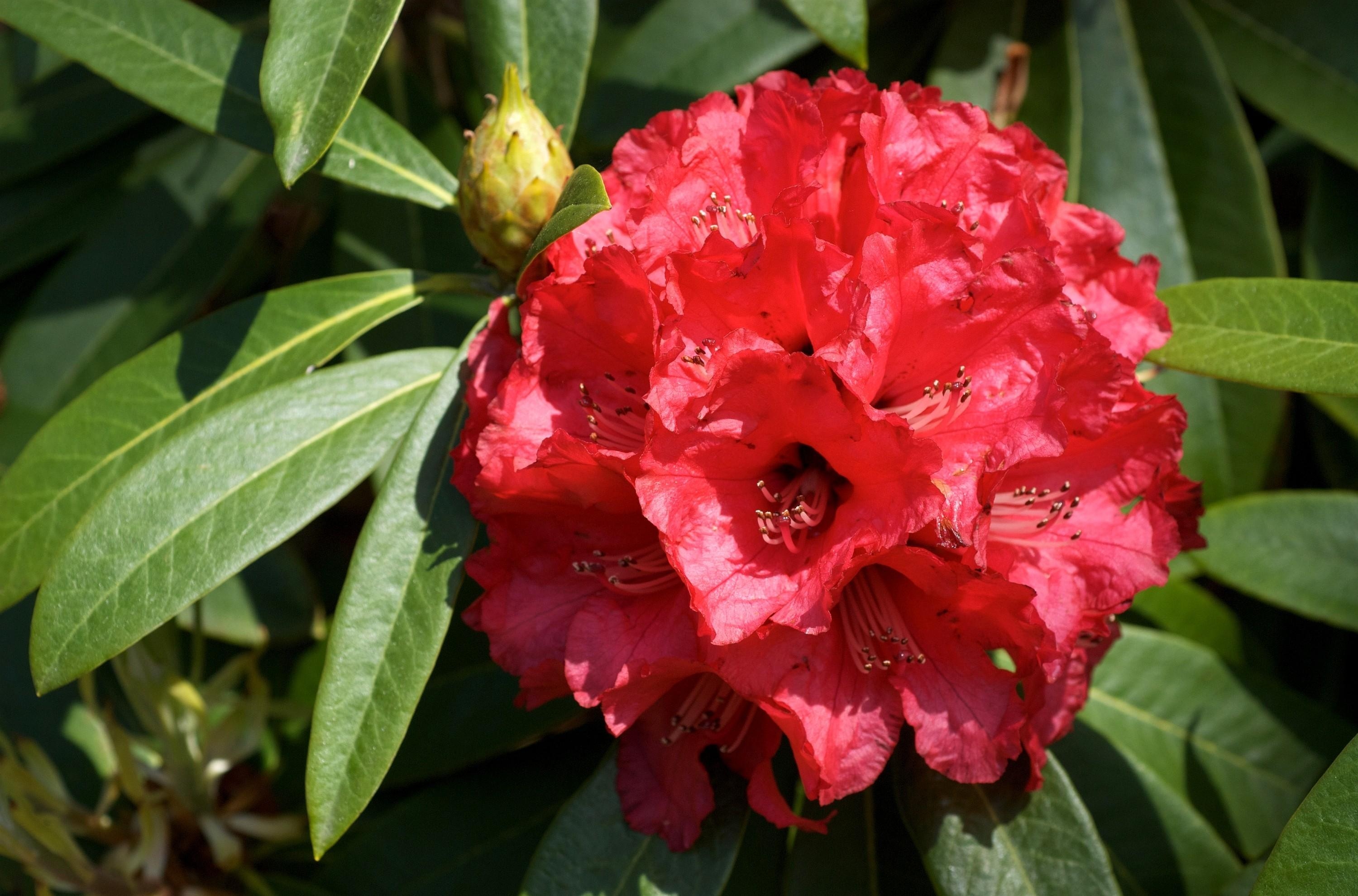 127297壁紙のダウンロードフラワーズ, 赤, 赤い, 閉じる, クローズ アップ, 咲く, 開花, つつじ-スクリーンセーバーと写真を無料で