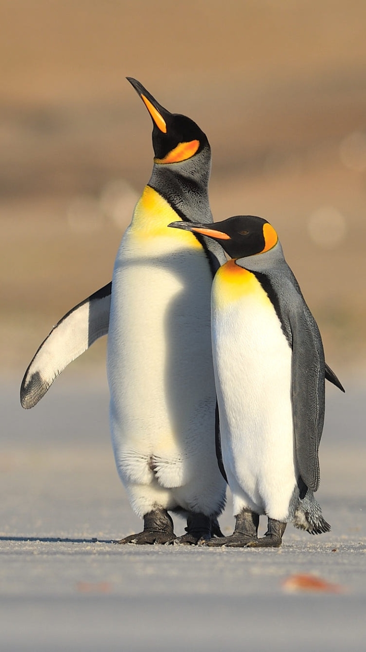 Download mobile wallpaper Birds, Animal, Penguin, Baby Animal for free.