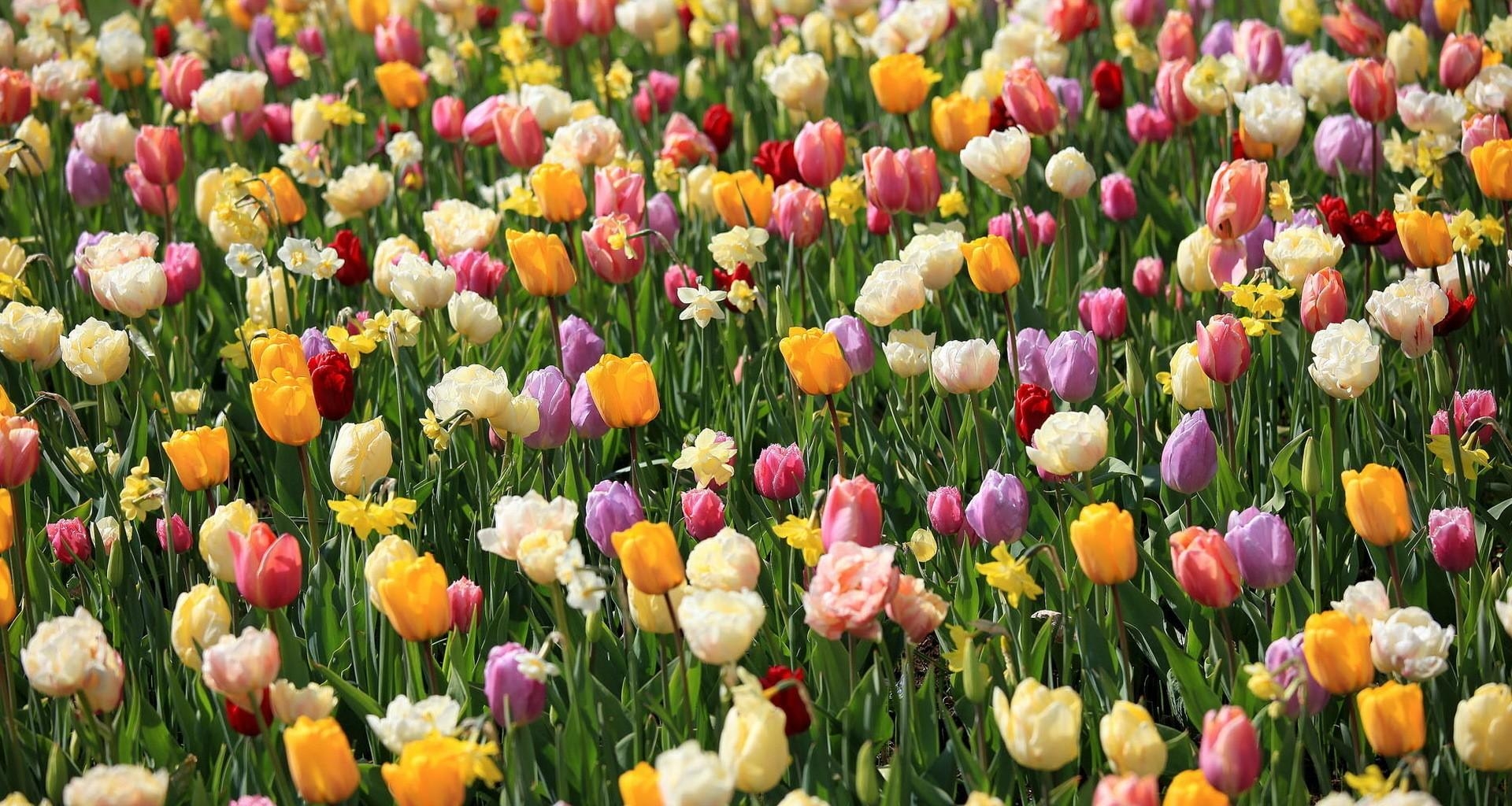 Download mobile wallpaper Narcissussi, Flower Bed, Flowerbed, Flowers, Spring, Mood, Tulips for free.