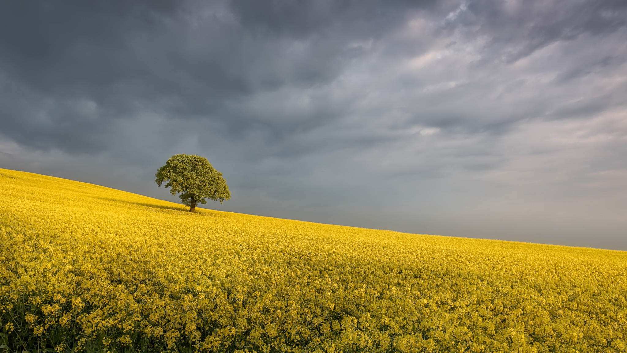 Download mobile wallpaper Nature, Summer, Flower, Tree, Earth, Field, Cloud, Yellow Flower, Rapeseed, Lonely Tree for free.