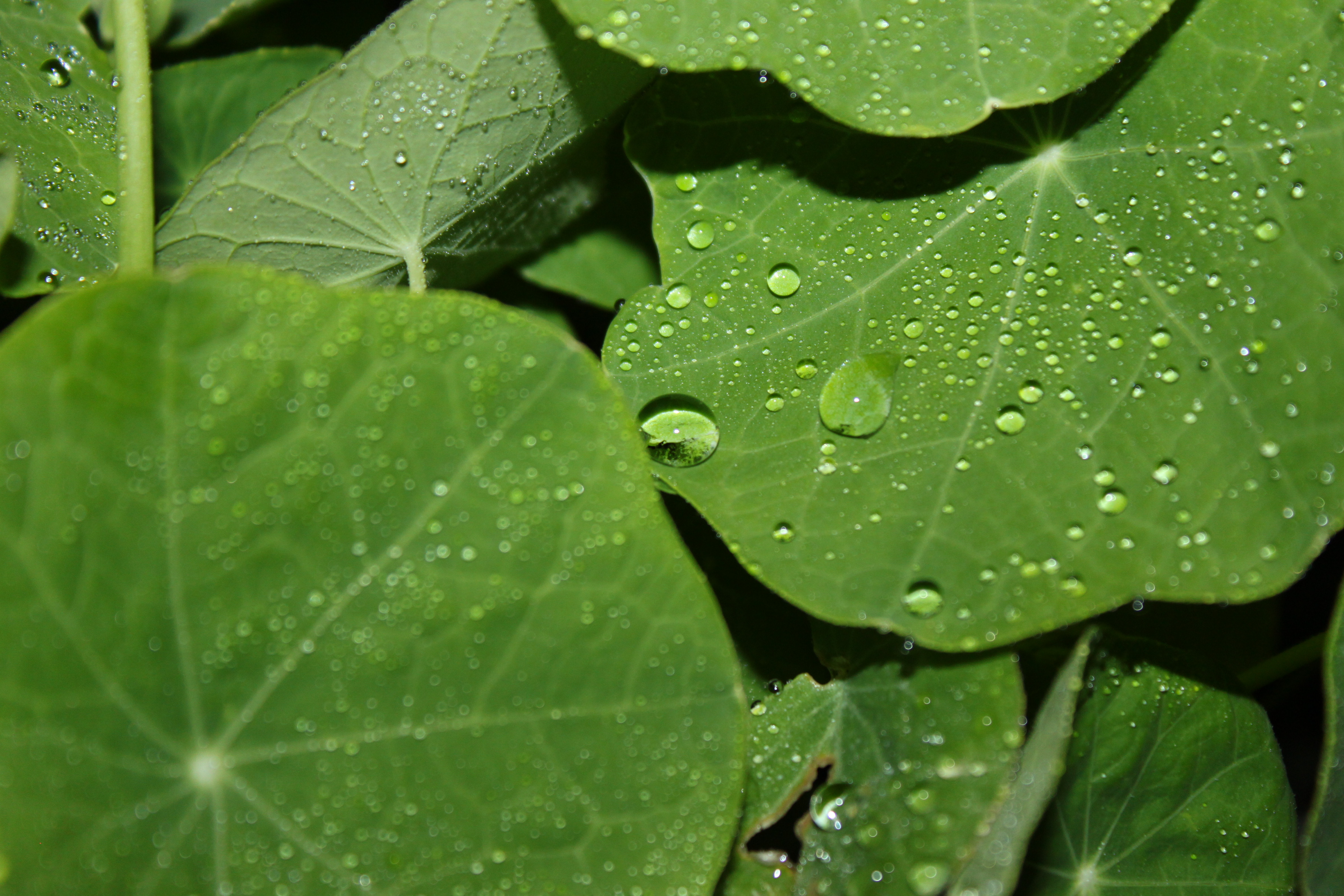 Free download wallpaper Nature, Macro, Leaf, Earth, Water Drop on your PC desktop
