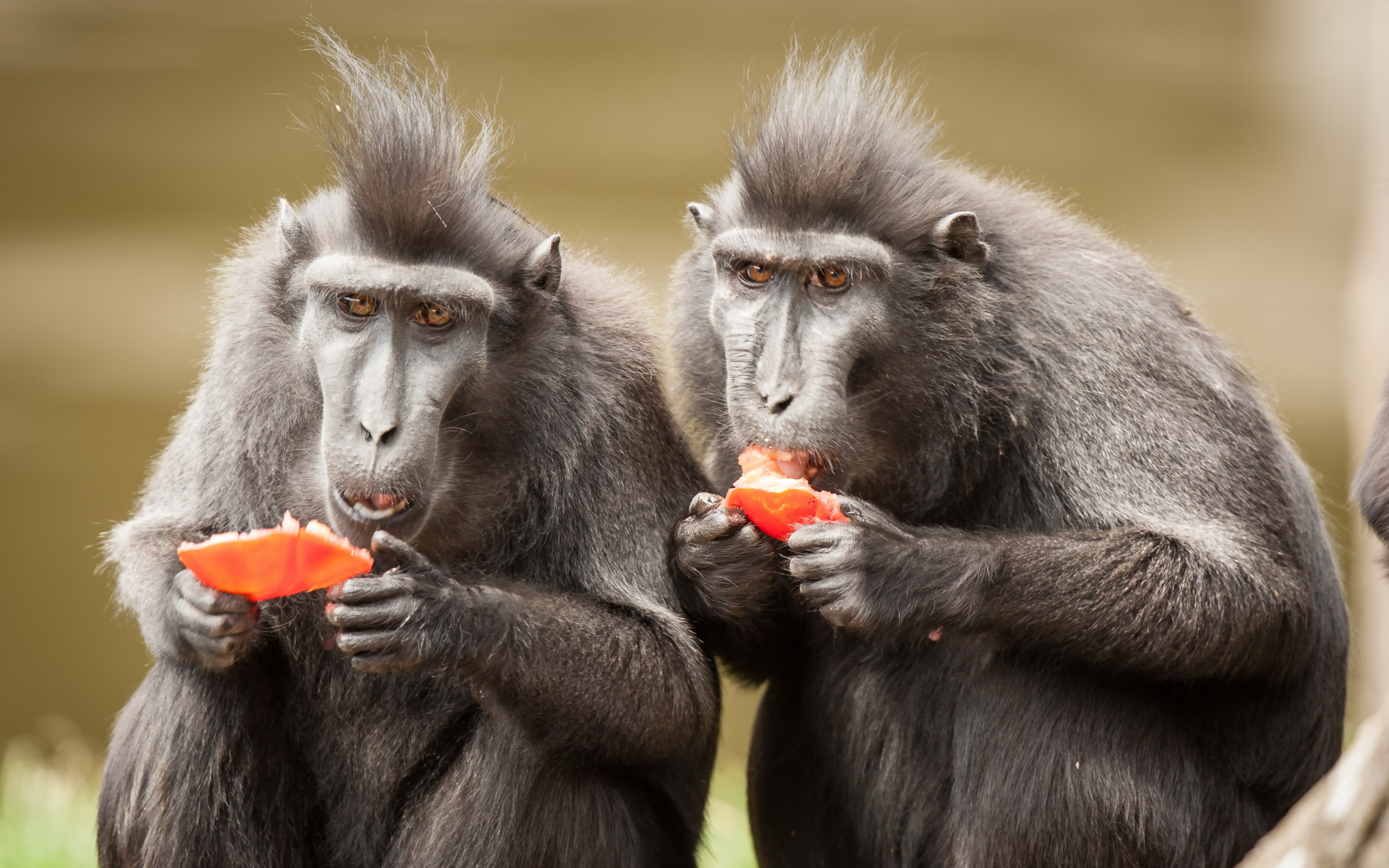 Free download wallpaper Monkey, Animal, Crested Black Macaque on your PC desktop