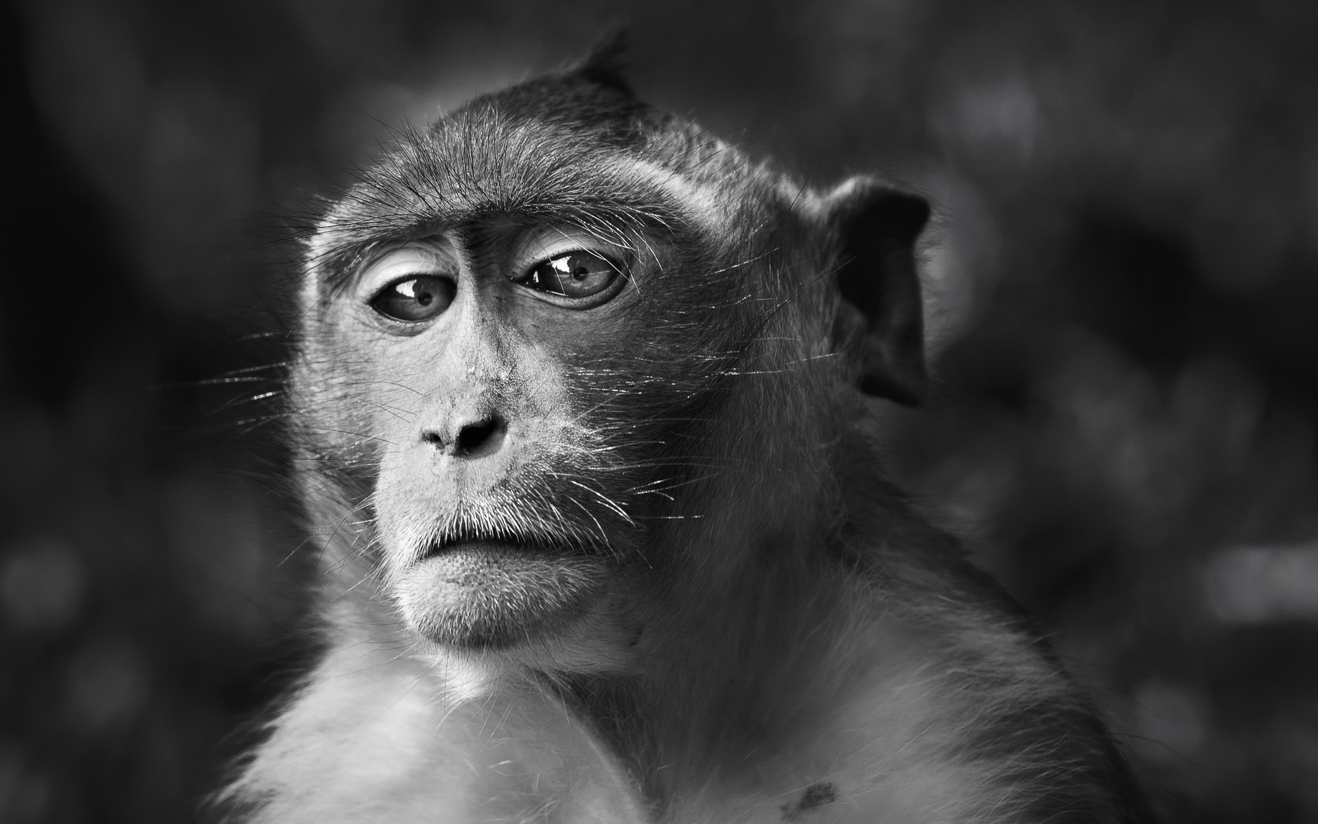 Download mobile wallpaper Monkey, Animal for free.