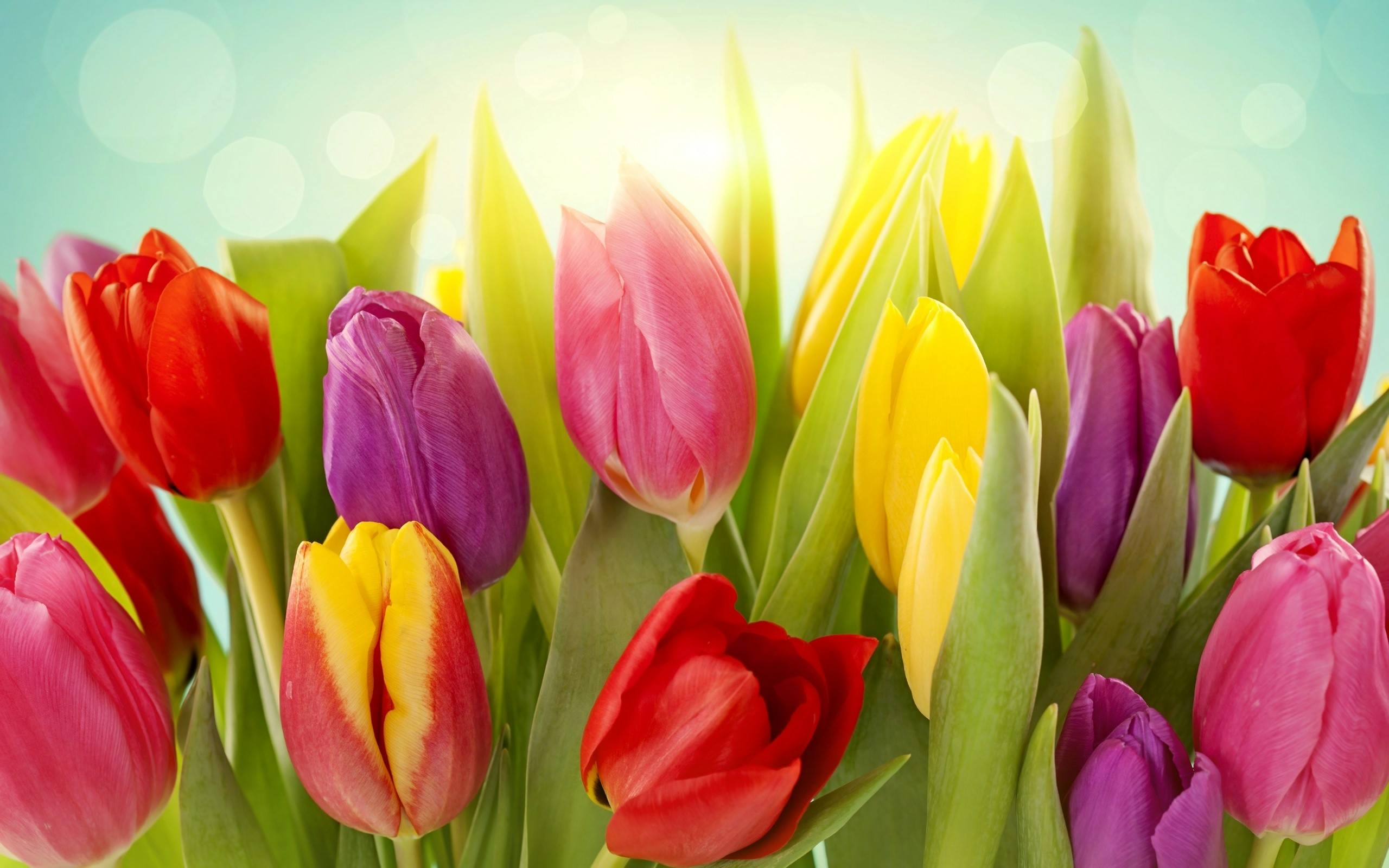 Free download wallpaper Flowers, Flower, Earth, Colors, Tulip on your PC desktop