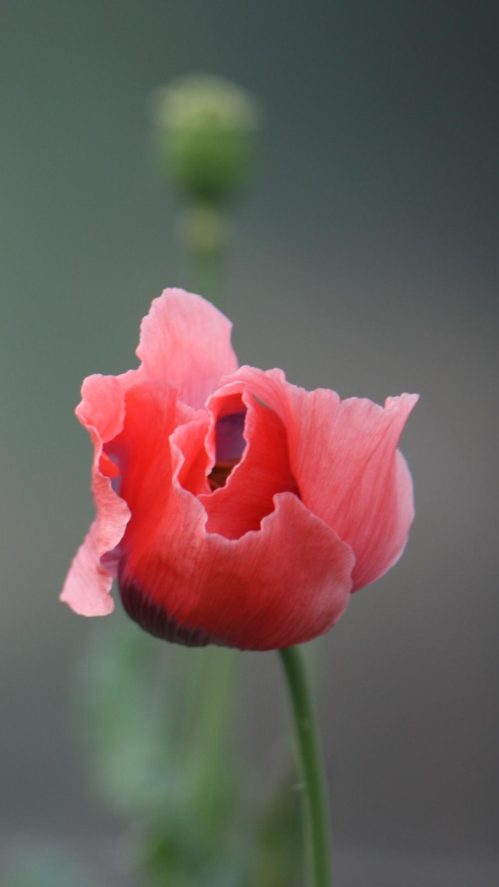 Handy-Wallpaper Blumen, Mohn, Erde/natur kostenlos herunterladen.