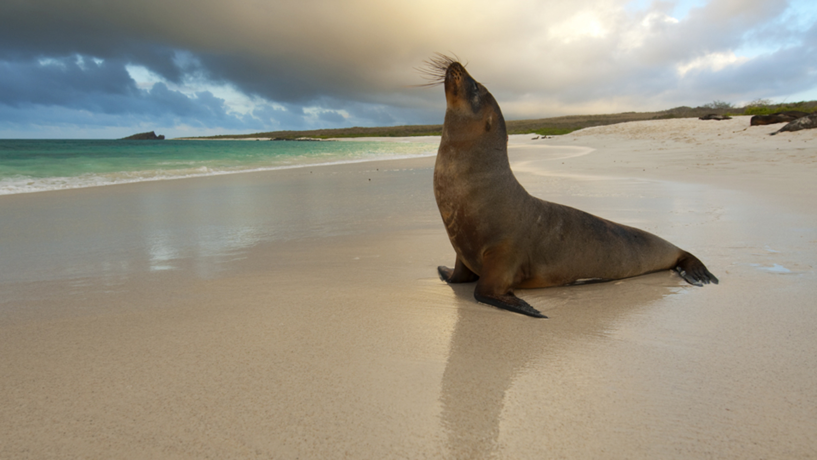 600762 descargar imagen animales, león marino, playa, foca: fondos de pantalla y protectores de pantalla gratis