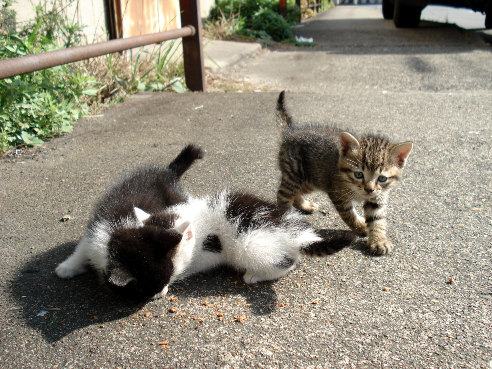 Baixar papel de parede para celular de Animais, Gatos, Gato gratuito.