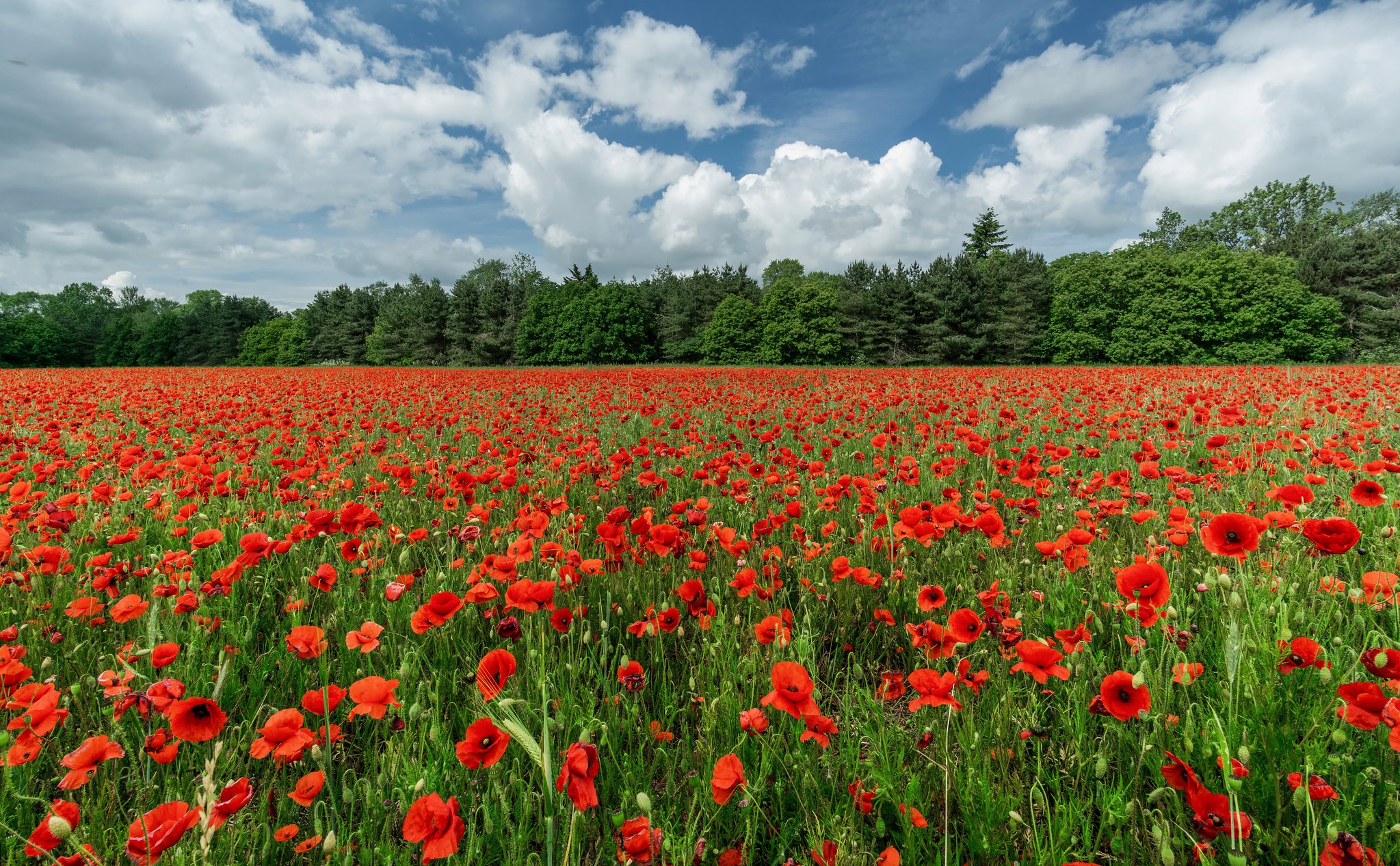 Free download wallpaper Nature, Flowers, Summer, Earth, Field, Poppy, Red Flower on your PC desktop