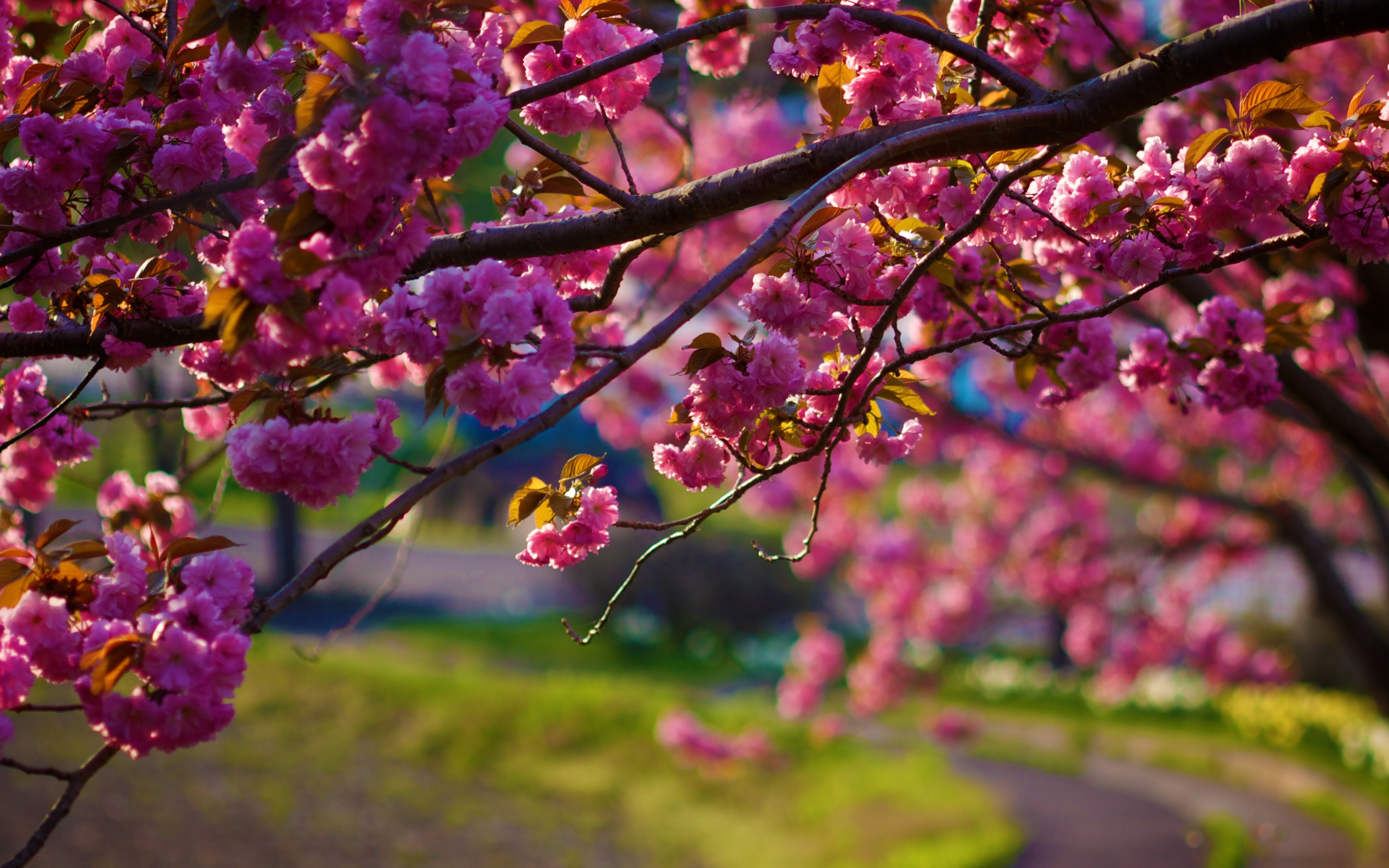 Handy-Wallpaper Blumen, Sakura, Ast, Nahansicht, Blüte, Erde/natur, Pinke Blume kostenlos herunterladen.