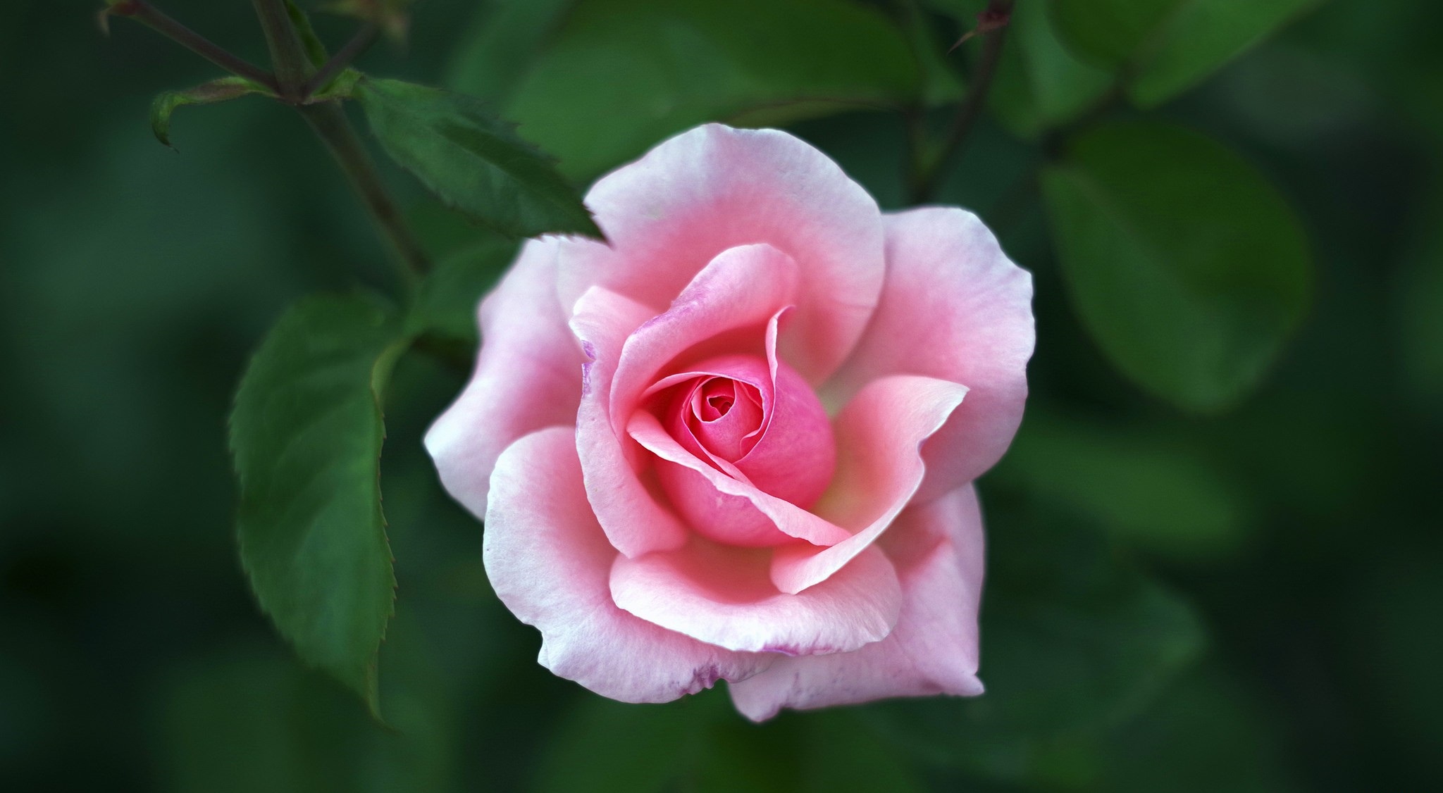 Téléchargez gratuitement l'image Fleurs, Rose, Terre/nature sur le bureau de votre PC