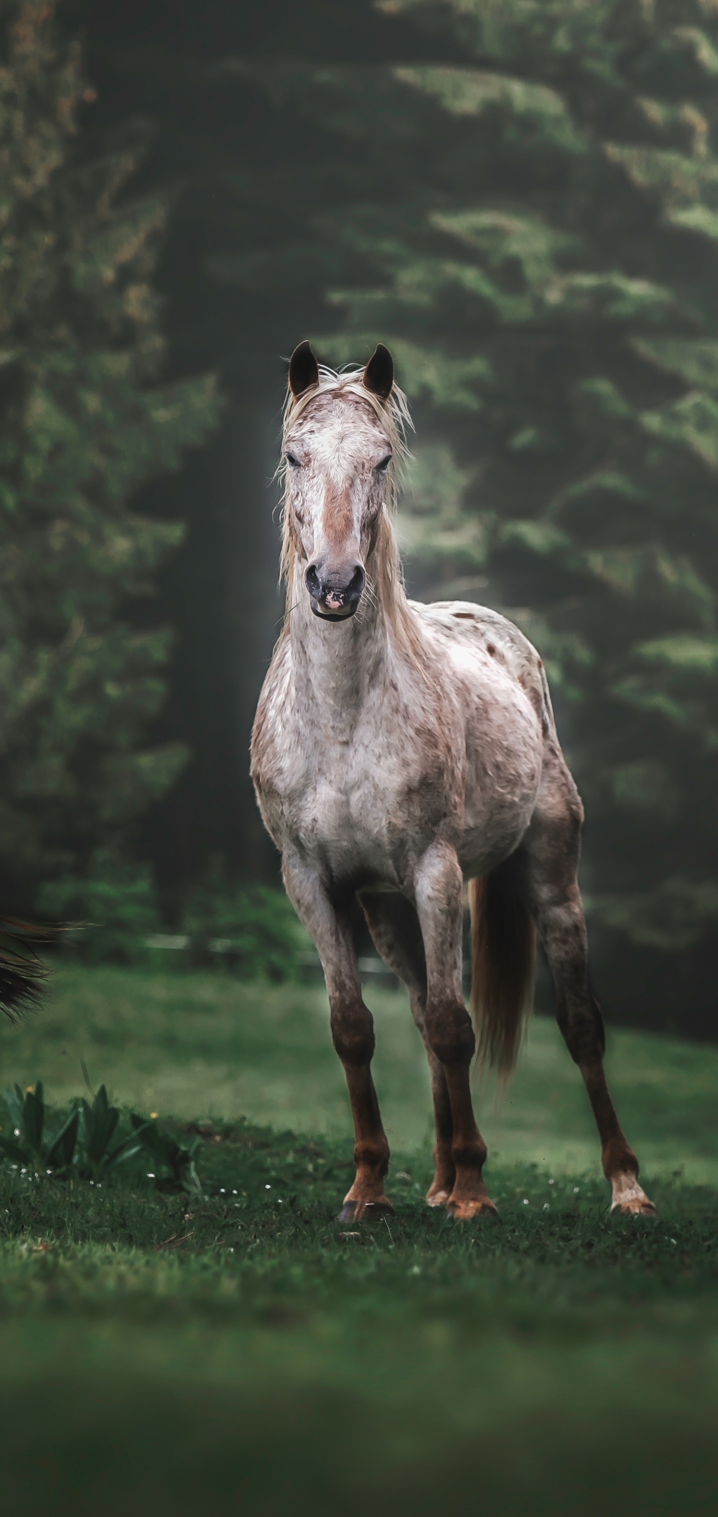 Handy-Wallpaper Tiere, Hauspferd kostenlos herunterladen.