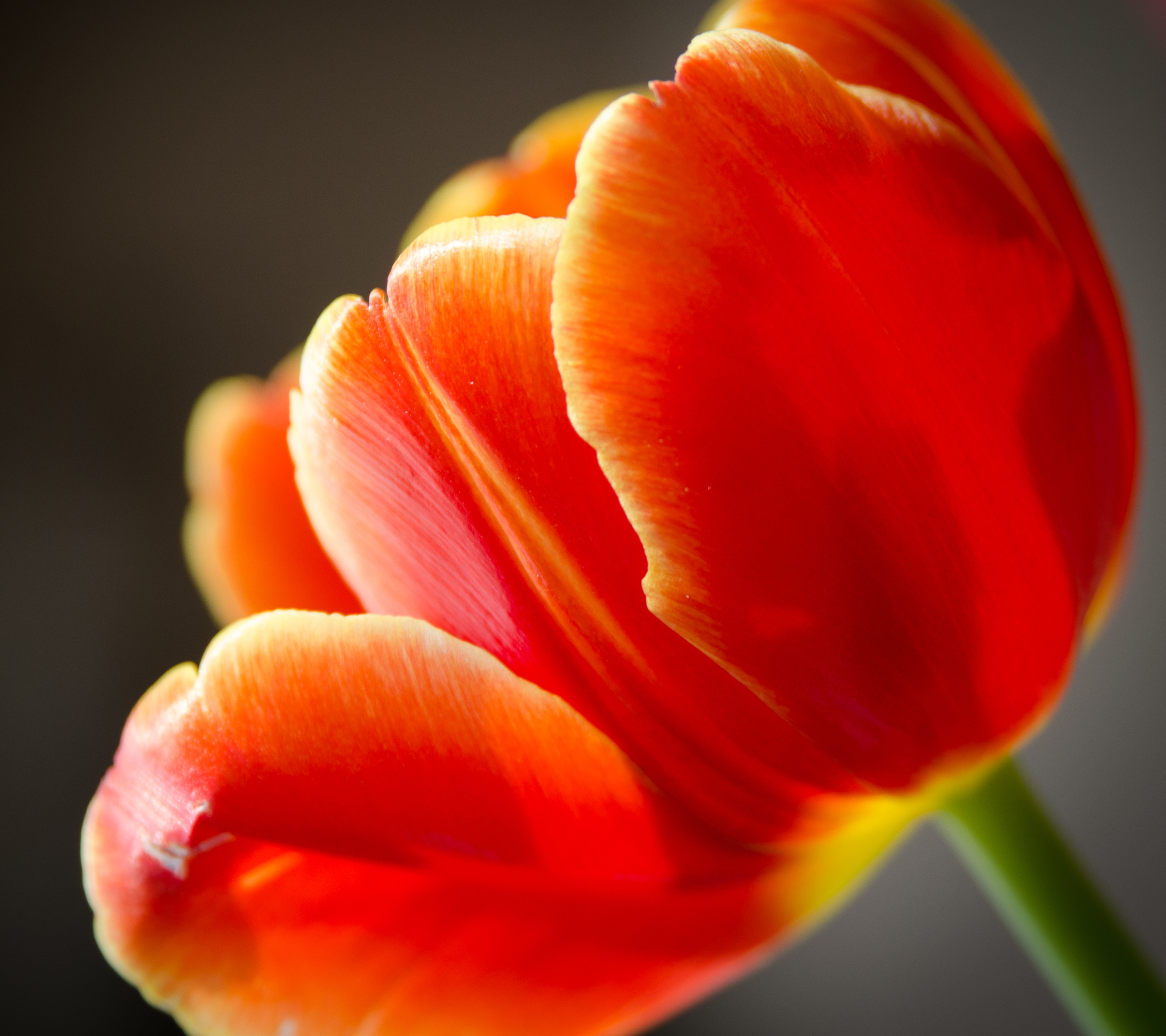 Download mobile wallpaper Flowers, Earth, Tulip for free.