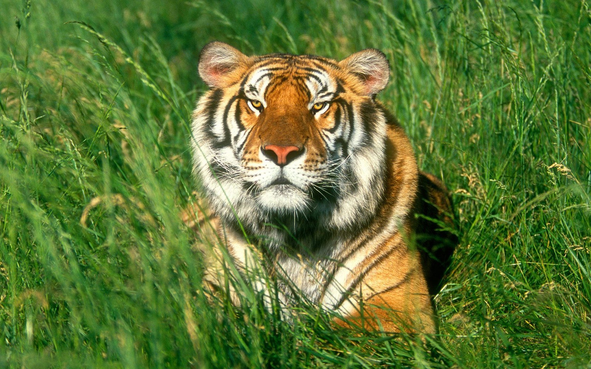 Baixe gratuitamente a imagem Tigres, Animais na área de trabalho do seu PC