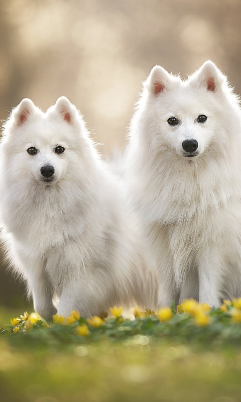 Download mobile wallpaper Dogs, Flower, Dog, Animal, Spitz for free.