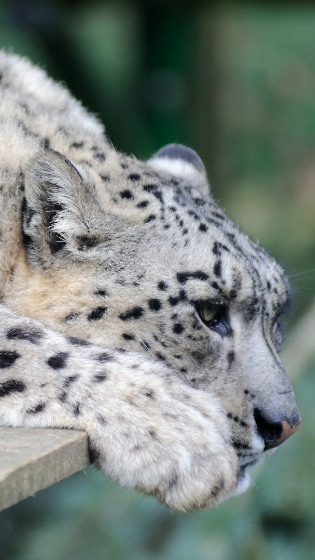 Download mobile wallpaper Cats, Snow Leopard, Animal, Resting for free.