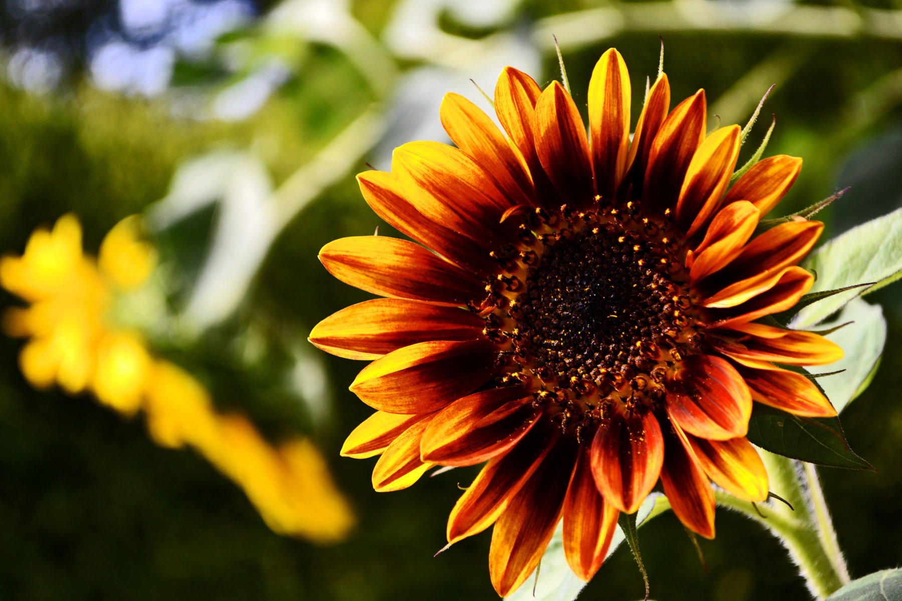 Handy-Wallpaper Blumen, Blume, Erde/natur kostenlos herunterladen.