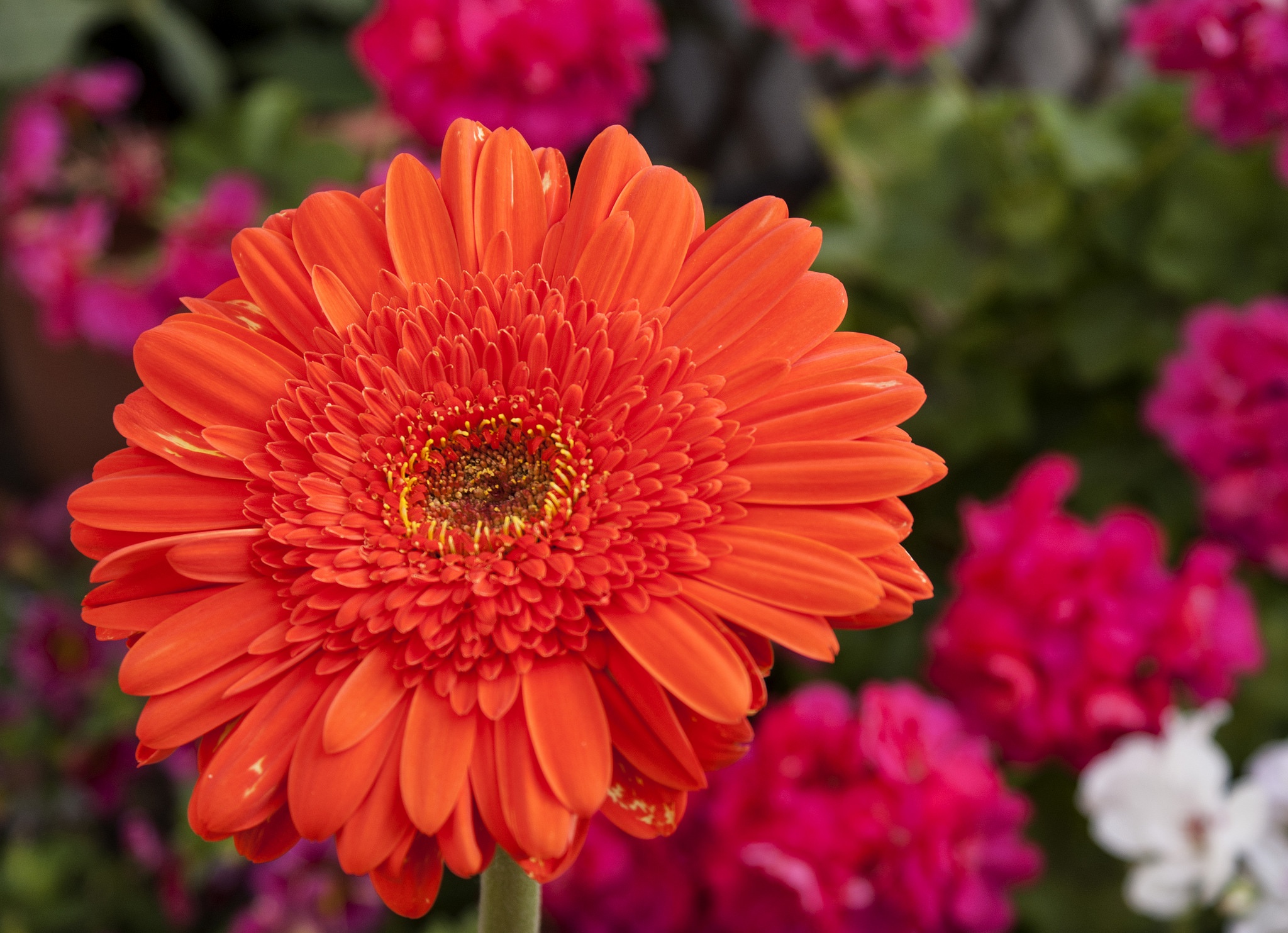 Laden Sie das Natur, Blumen, Gerbera, Blume, Makro, Erde/natur, Orangene Blume-Bild kostenlos auf Ihren PC-Desktop herunter