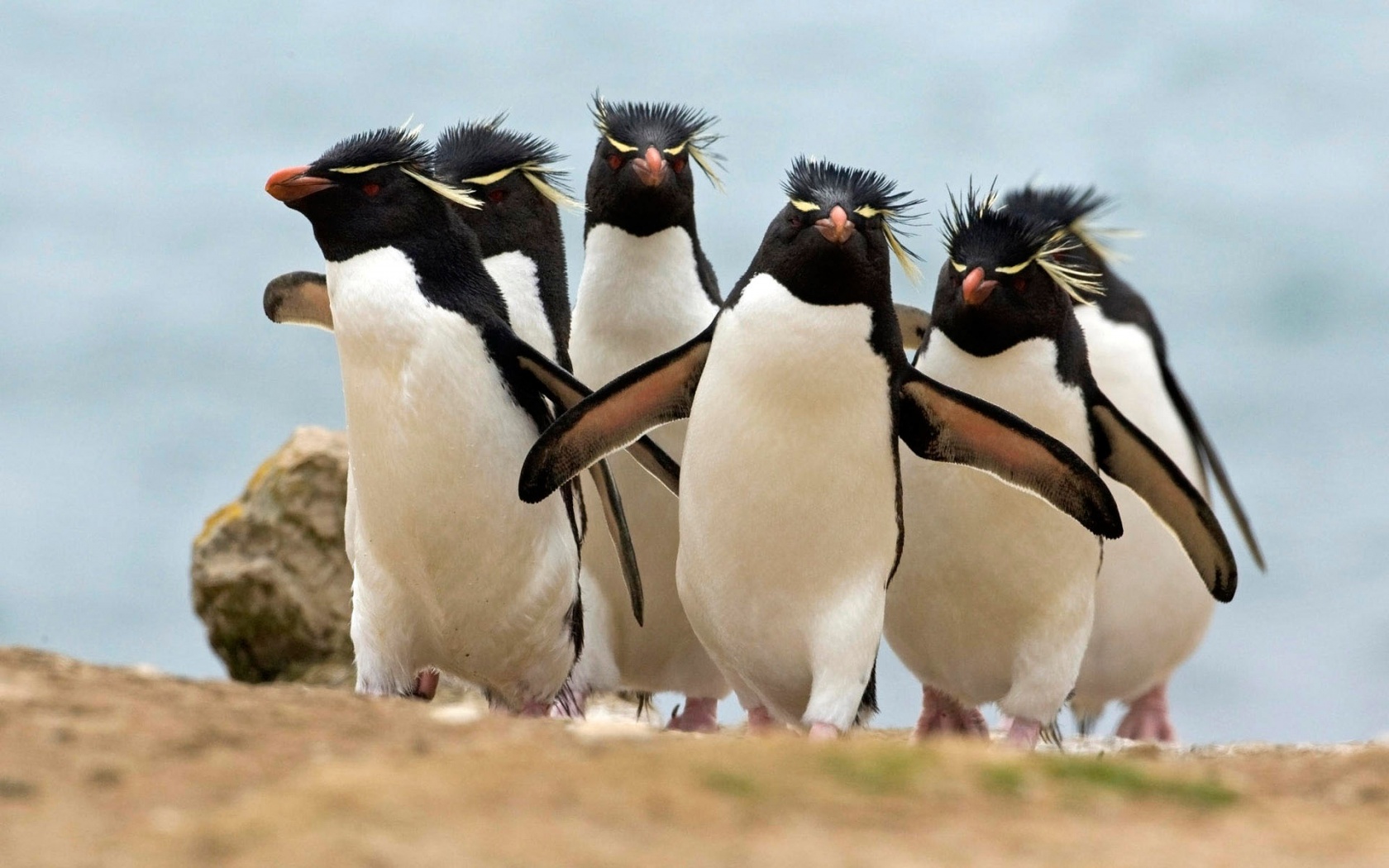 1435515 скачать картинку животные, пингвин - обои и заставки бесплатно