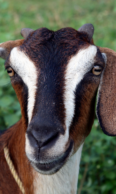 Download mobile wallpaper Animal, Goat for free.