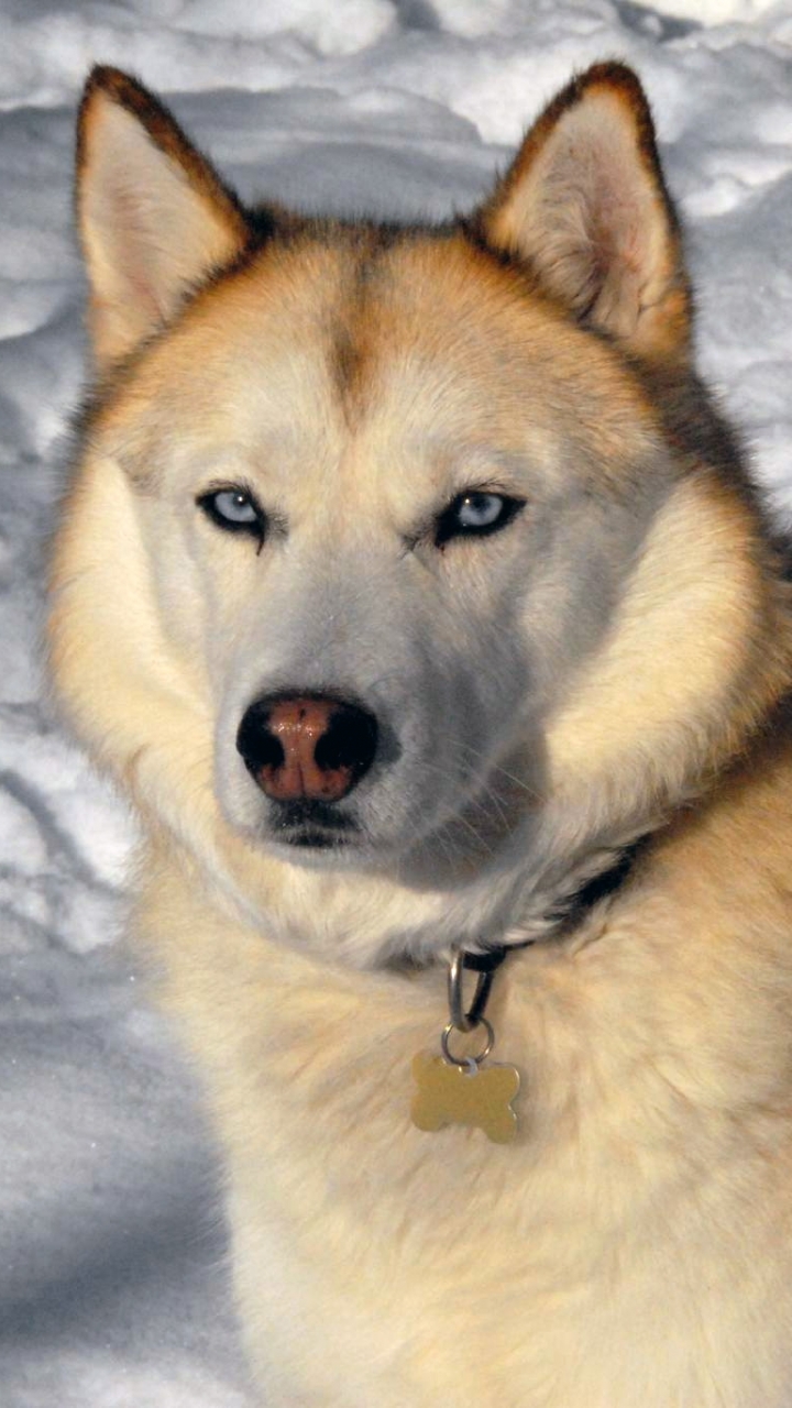 Download mobile wallpaper Dogs, Animal, Siberian Husky for free.