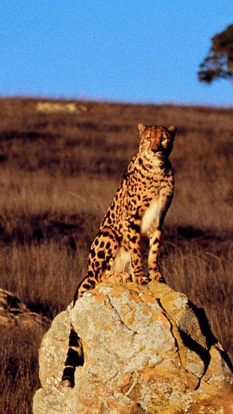 Téléchargez des papiers peints mobile Animaux, Chats, Guépard gratuitement.