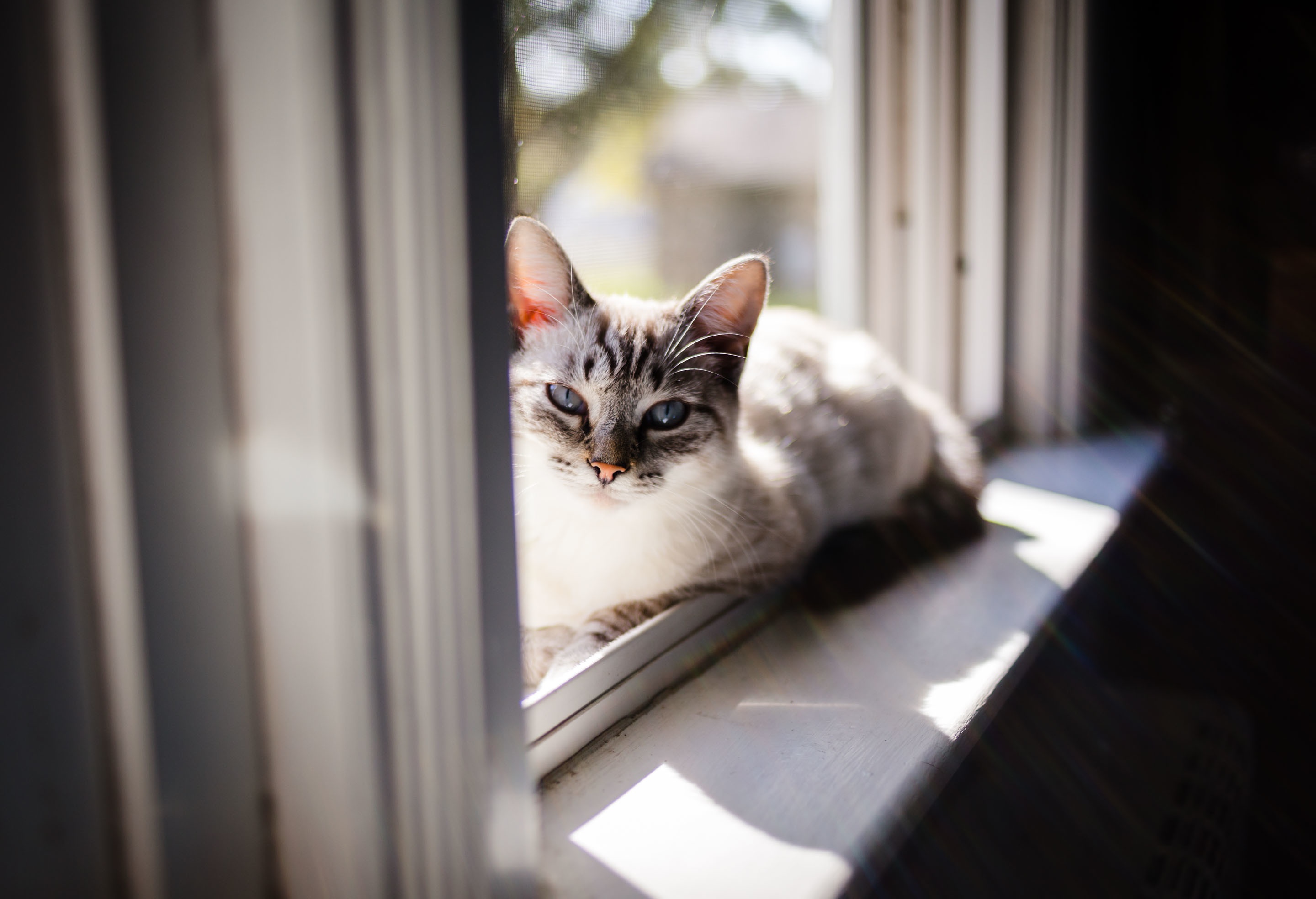 Baixar papel de parede para celular de Animais, Gatos, Gato, Olhar Fixamente gratuito.