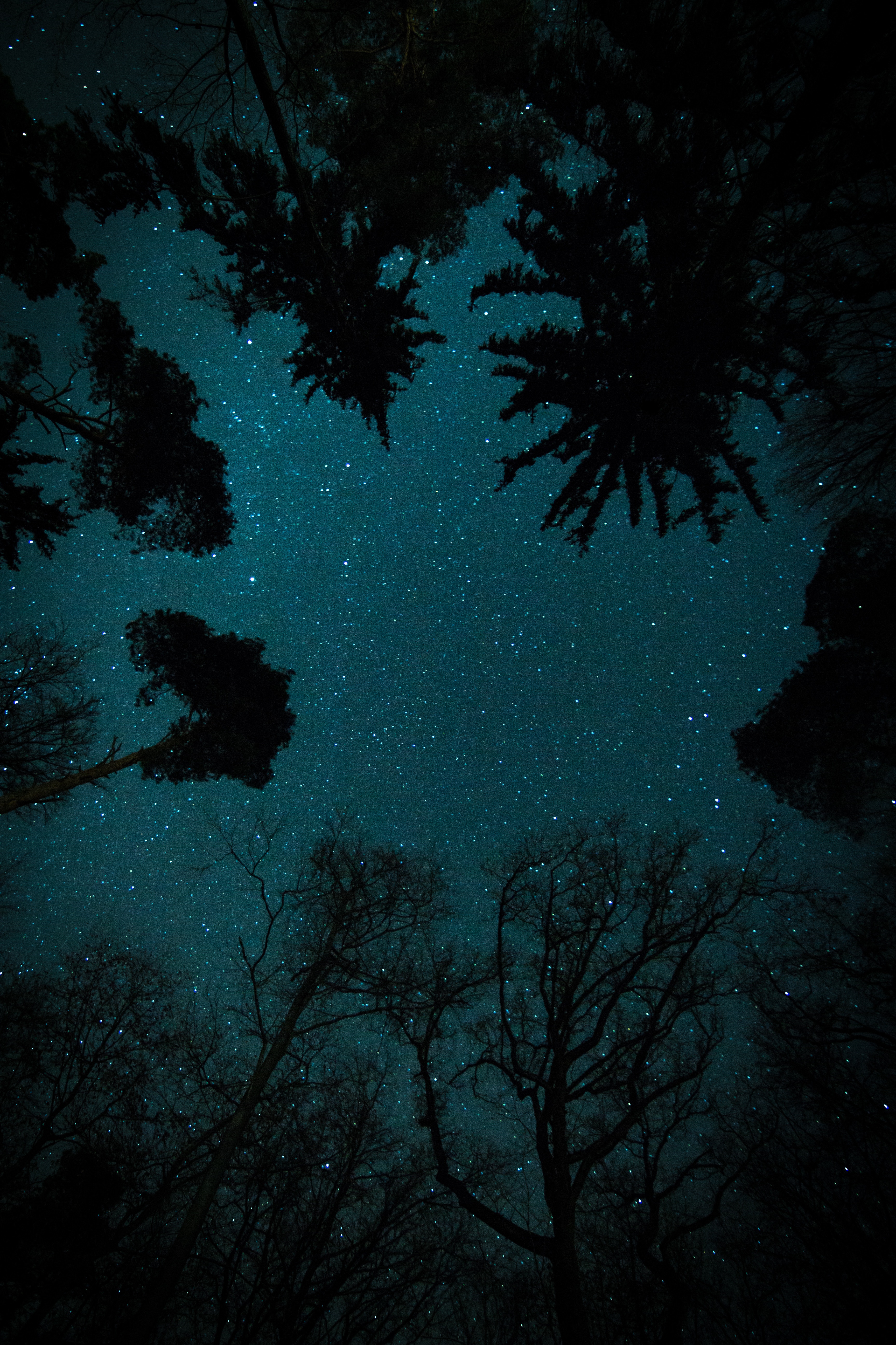 Скачать картинку Вид Снизу, Деревья, Ночь, Звезды, Звездное Небо, Темные в телефон бесплатно.