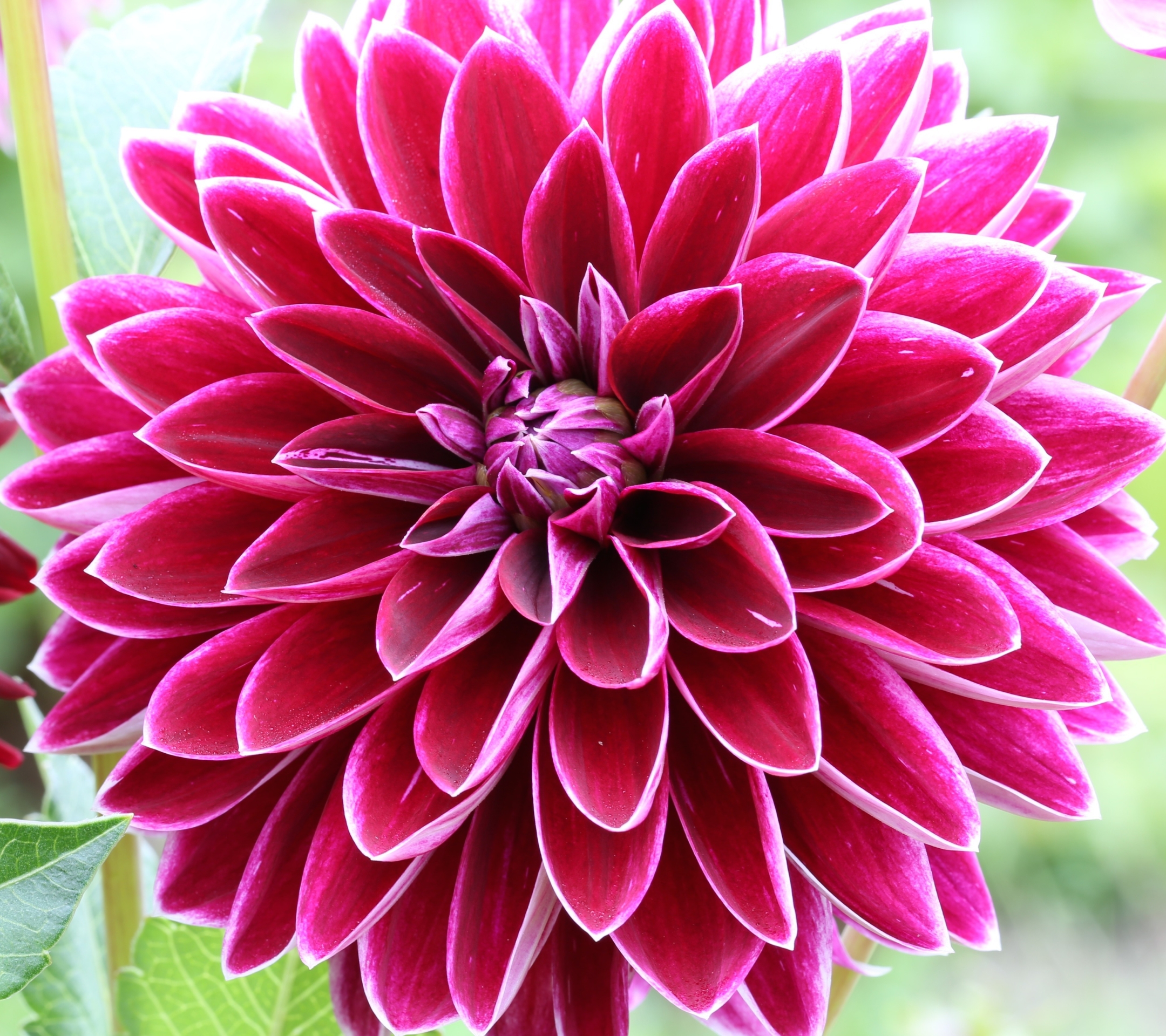 Download mobile wallpaper Flowers, Earth, Dahlia for free.