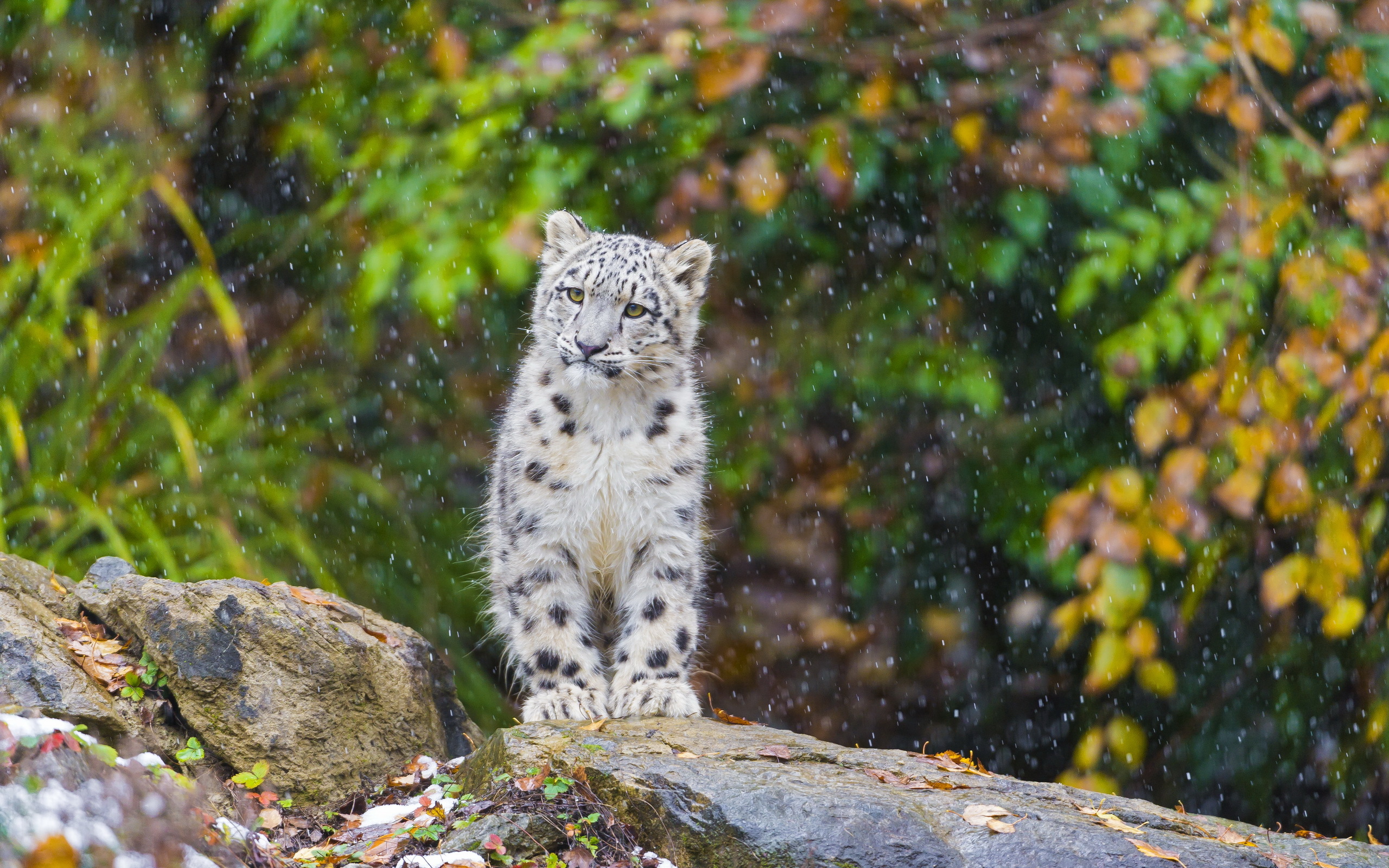 Free download wallpaper Cats, Snow Leopard, Animal on your PC desktop